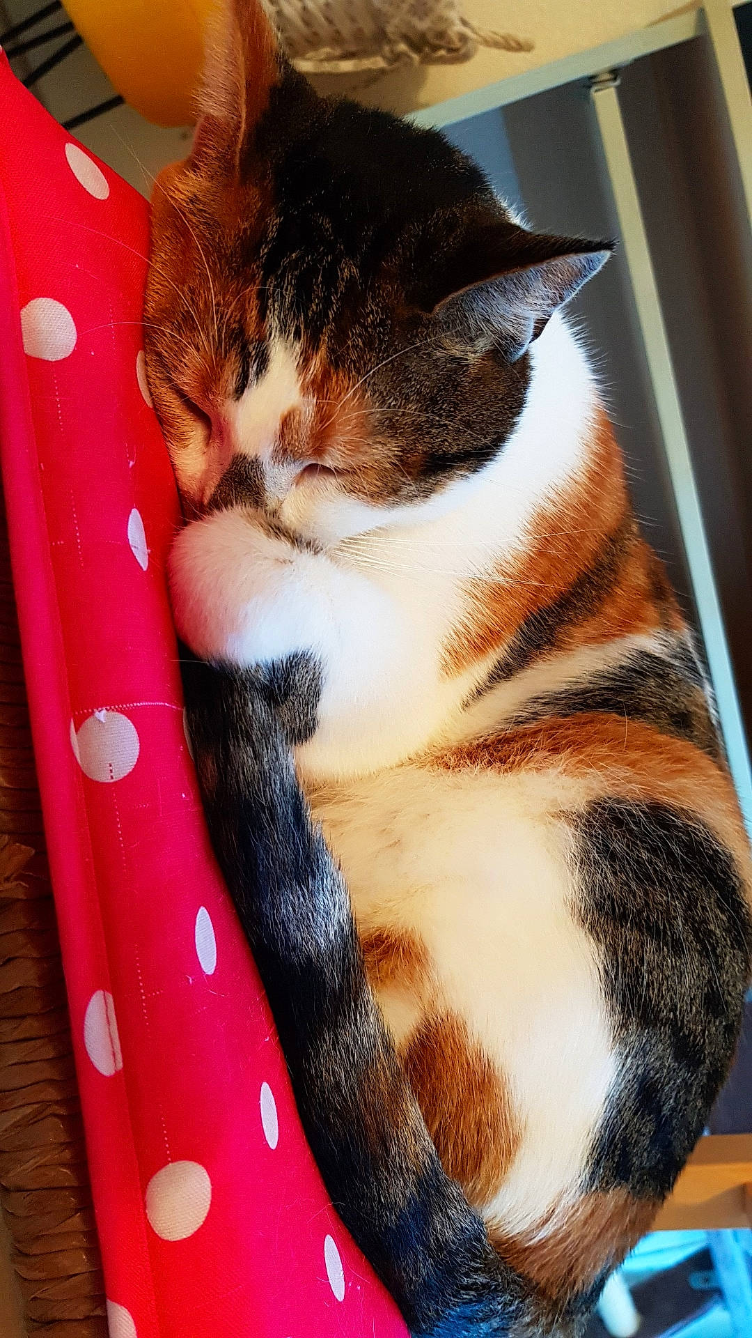 Naboo a rejoint le concours — aidez-le/la à gagner de superbes lots ! american_shorthair, american_wirehair, asian, carnivore, cat, domestic_short_haired_cat, european_shorthair, fawn, felidae, fur, kitten, paw, polydactyl_cat, small_to_medium_sized_cats, snout, tail, whiskers