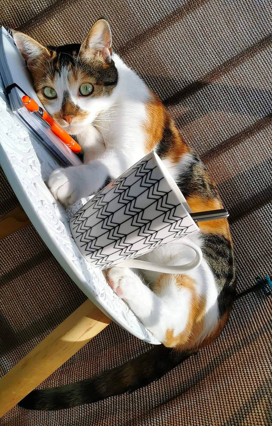 Naboo participe au concours pour gagner de l'argent avec cette photo : aegean_cat, american_wirehair, asian, carnivore, cat, domestic_short_haired_cat, european_shorthair, felidae, kitten, paw, small_to_medium_sized_cats, tabby_cat, tail, whiskers