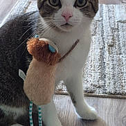 Sockatooa joined the competition — help win amazing prizes! animal, cat, close_up, curious, domestic_cat, ears, floor, indoor, looking, paws, pet, playful, plush_toy, rug, soft_lighting, striped_legs, tabby, toy, whiskers, white_fur