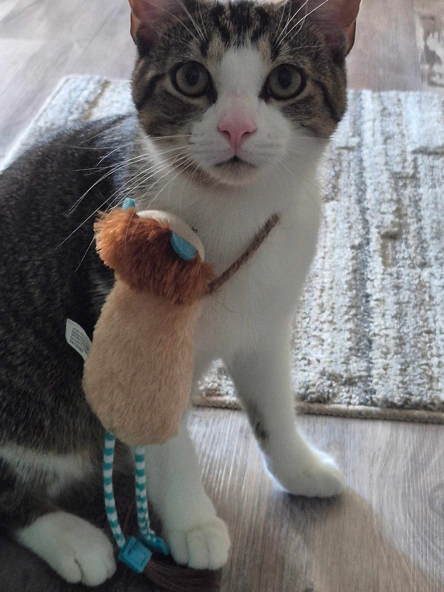 Sockatooa joined the competition — help win amazing prizes! animal, cat, close_up, curious, domestic_cat, ears, floor, indoor, looking, paws, pet, playful, plush_toy, rug, soft_lighting, striped_legs, tabby, toy, whiskers, white_fur