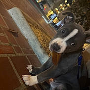 Krome joined the competition — help win amazing prizes! puppy, dog, leaf, sidewalk, brick, night, urban, street, pet, young_dog, canine, leash, curious, sitting, outdoor, closeup, animal, playful, domestic, background_blur