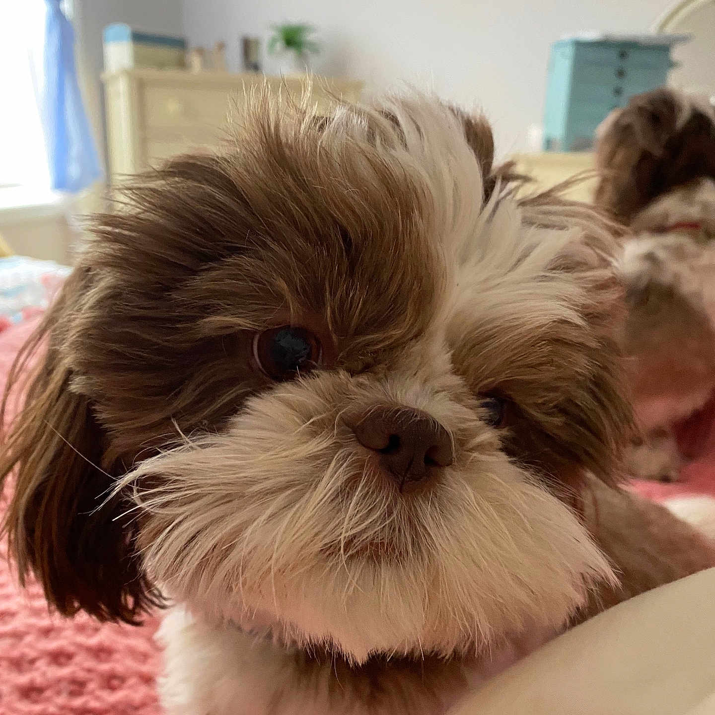 Bentley joined the competition — help win amazing prizes! animal, bedroom, blanket, brown, closeup, companion, cozy, curious, cute, cute_pet, dog, domestic, fluffy, fur, furniture, indoor, pet, resting, soft_light, white