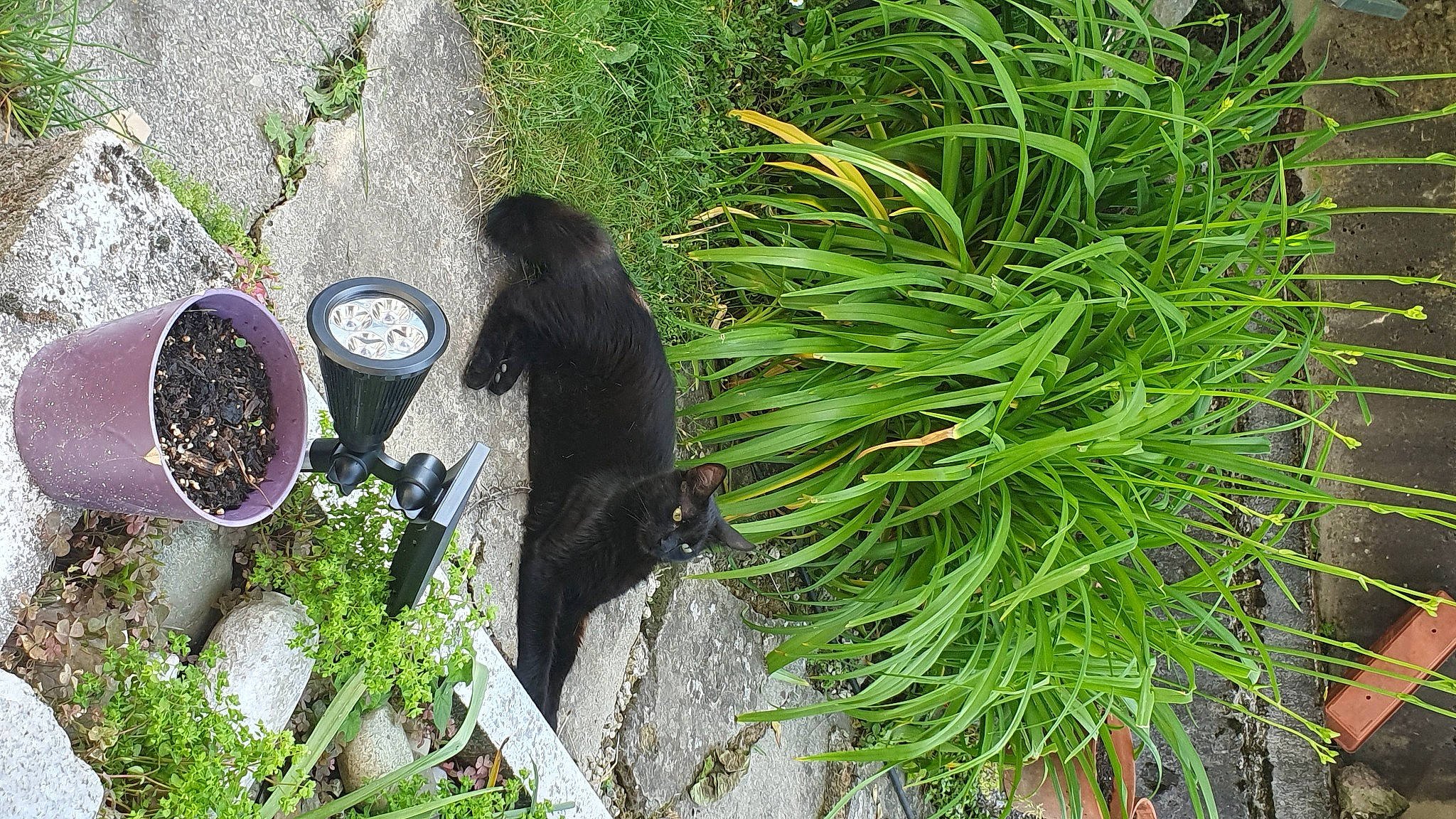 Grizou participe au concours pour gagner de l'argent avec cette photo : automotive_tire, botany, carnivore, cat, evergreen, felidae, grass, grass_family, groundcover, landscape, leaf, plant, road_surface, shrub, small_to_medium_sized_cats, sporting_group, tail, terrestrial_animal, terrestrial_plant, tree