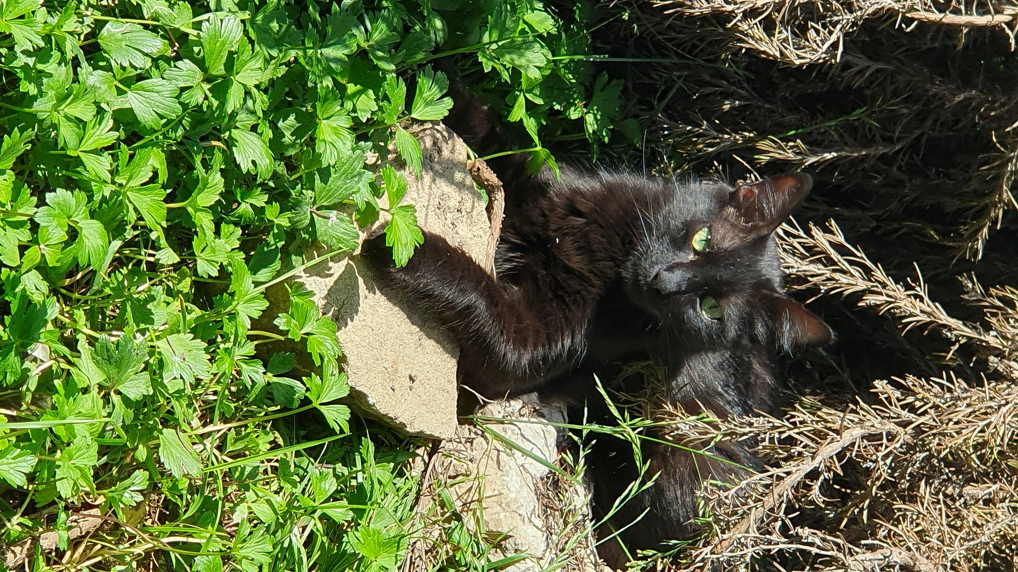 Grizou a rejoint le concours — aidez-le/la à gagner de superbes lots ! black_cat, canidae, carnivore, cat, dog_breed, domestic_short_haired_cat, fawn, felidae, fur, grass, groundcover, herb, paw, plant, small_to_medium_sized_cats, soil, tail, terrestrial_animal, whiskers, wildlife