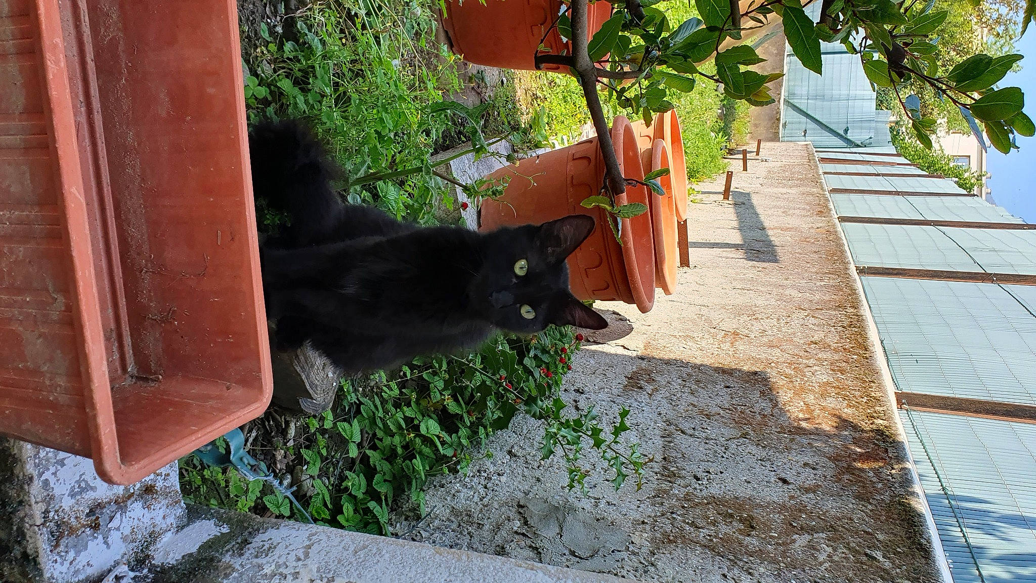 Grizou a rejoint le concours — aidez-le/la à gagner de superbes lots ! asphalt, black_cat, brick, carnivore, cat, domestic_short_haired_cat, felidae, fur, grass, plant, road_surface, shadow, sidewalk, small_to_medium_sized_cats, tail, terrestrial_animal, tints_and_shades, tree, whiskers, wood