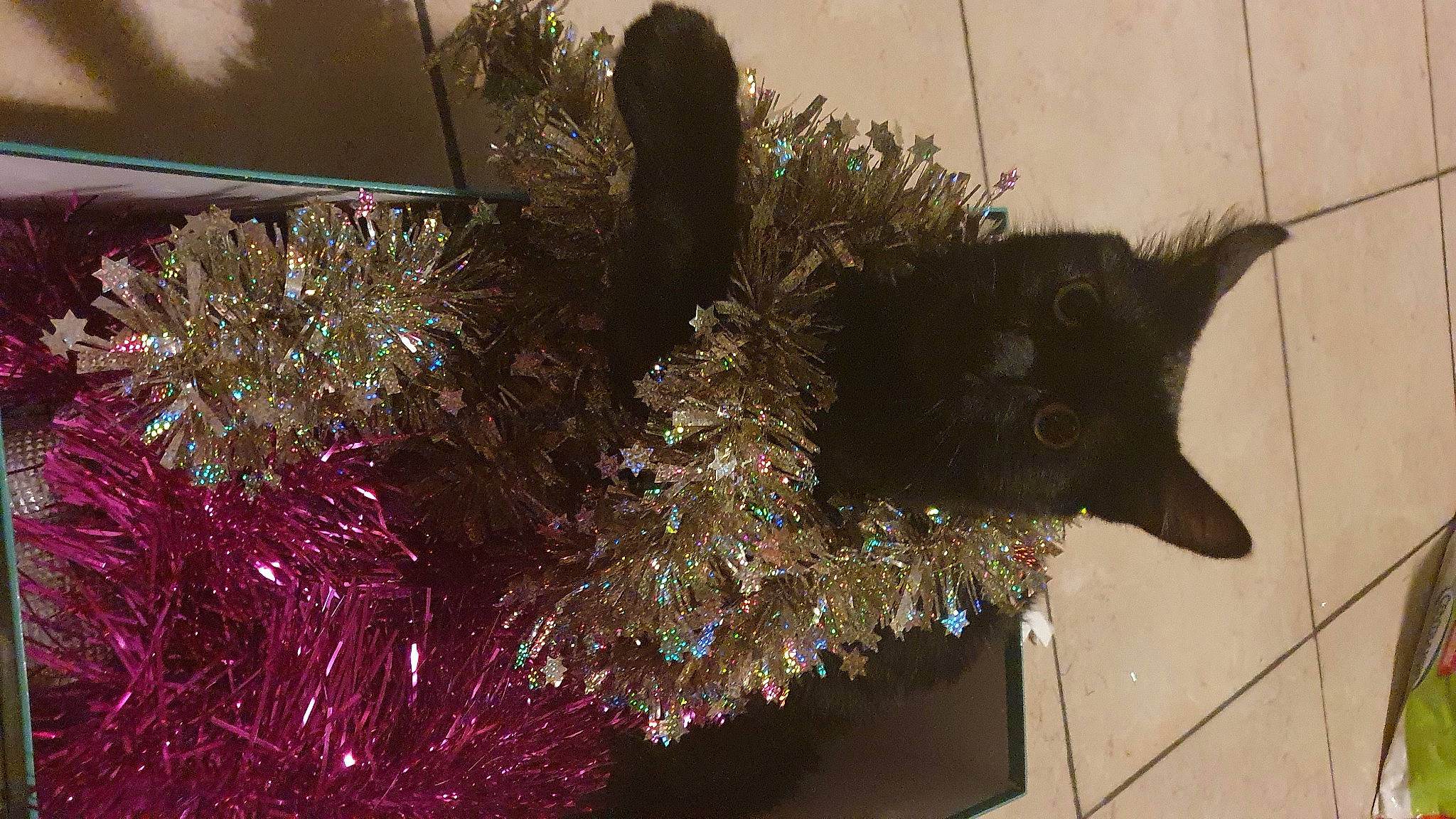 Grizou participe au concours pour gagner de l'argent avec cette photo : bombay, carnivore, cat, christmas, christmas_decoration, christmas_ornament, christmas_tree, conifer, domestic_short_haired_cat, event, felidae, holiday, holiday_ornament, ornament, small_to_medium_sized_cats, tail, tints_and_shades, tree, twig, whiskers