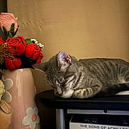 Ponyo is registered to the contest to win money with this photo: books, cat, decor, flowers, furniture, gray, home, indoor, napping, peaceful, pink, quiet, red, resting, sleeping, stack_of_books, still_life, striped, tabby_cat, vase