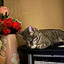 books, cat, decor, flowers, furniture, gray, home, indoor, napping, peaceful, pink, quiet, red, resting, sleeping, stack_of_books, still_life, striped, tabby_cat, vase