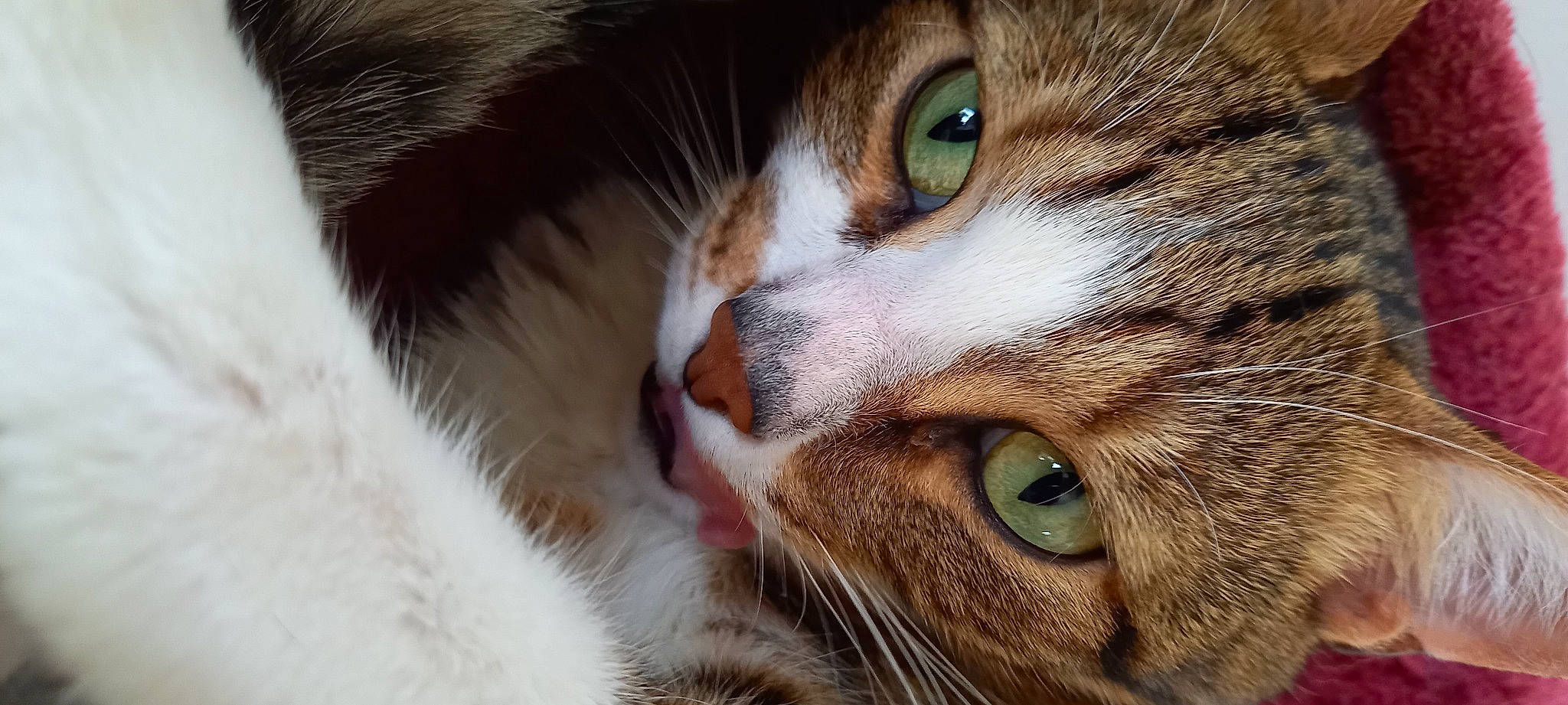 Raleur a rejoint le concours — aidez-le/la à gagner de superbes lots ! carnivore, cat, domestic_short_haired_cat, ear, felidae, fur, paw, small_to_medium_sized_cats, snout, whiskers