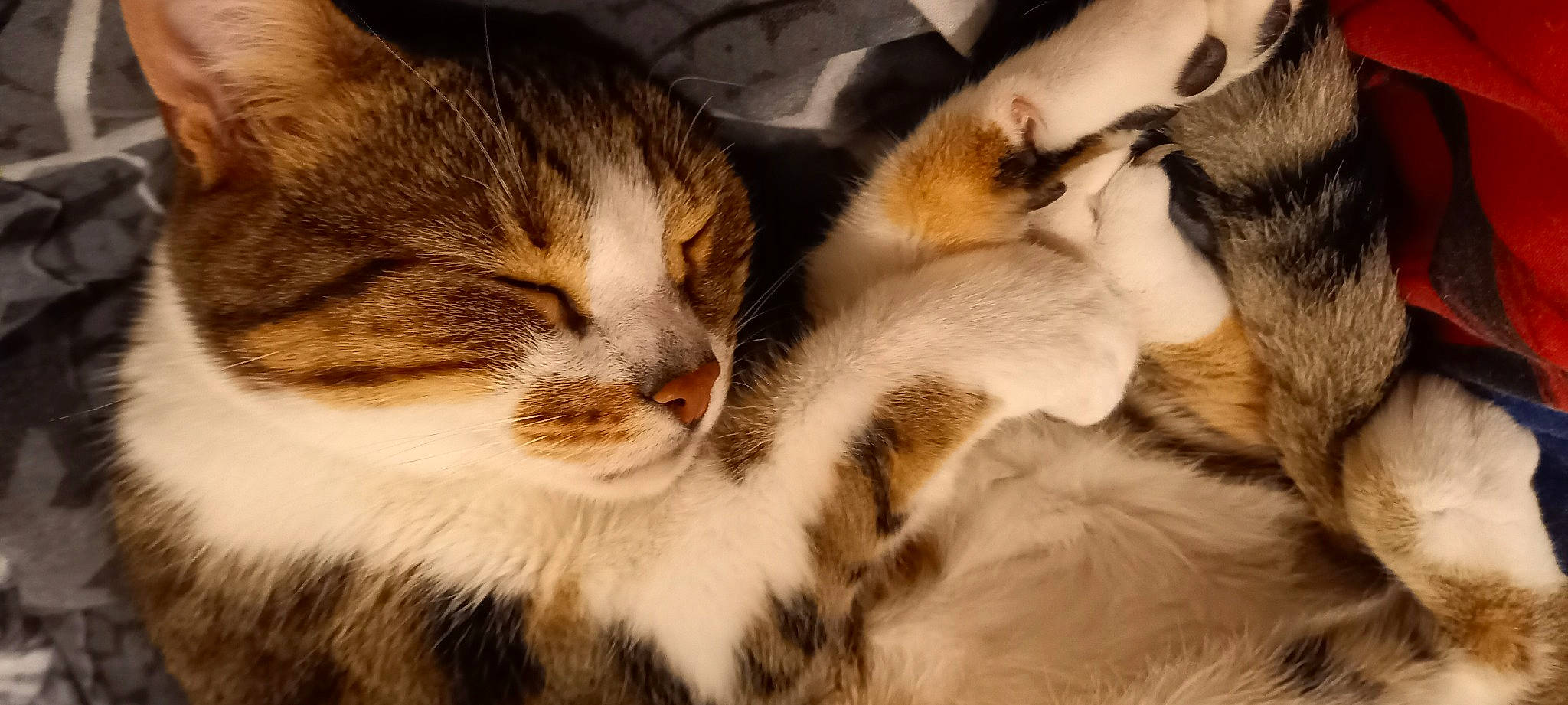 Raleur participe au concours pour gagner de l'argent avec cette photo : carnivore, cat, cloud, comfort, domestic_short_haired_cat, felidae, fur, nap, paw, sky, sleep, small_to_medium_sized_cats, snout, tail, whiskers, wildlife, wood