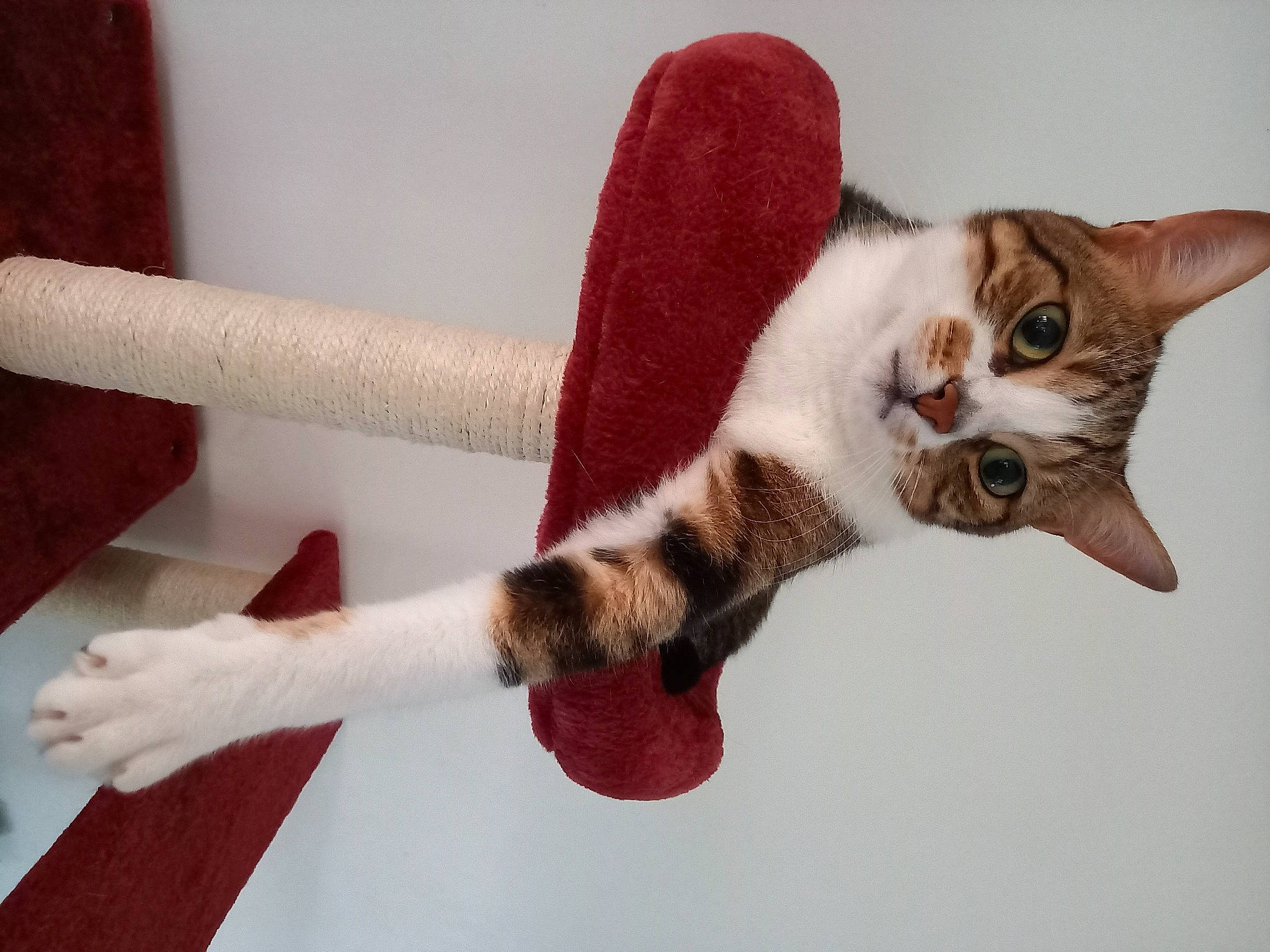 Raleur participe au concours pour gagner de l'argent avec cette photo : carnivore, cat, cat_supply, collar, comfort, domestic_short_haired_cat, eye, fawn, felidae, fur, gesture, human_leg, leg, paw, small_to_medium_sized_cats, snout, tail, tree, whiskers, wood