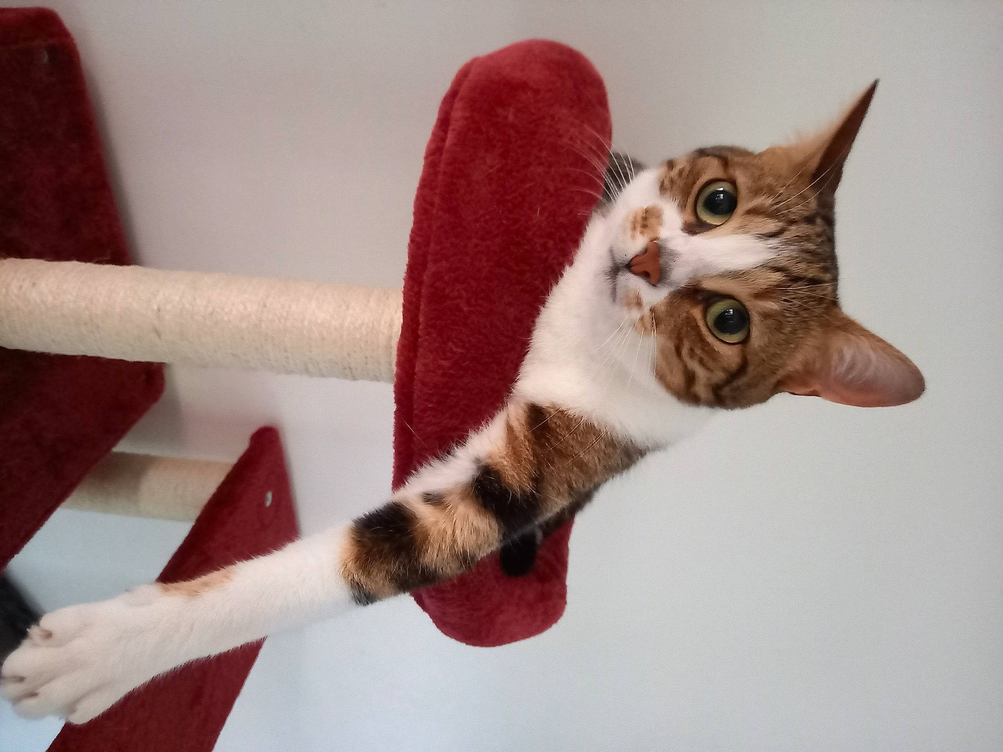 Raleur participe au concours pour gagner de l'argent avec cette photo : carmine, carnivore, cat, cat_supply, claw, domestic_short_haired_cat, fawn, felidae, fur, paw, pet_supply, room, small_to_medium_sized_cats, snout, tail, whiskers, window, wood