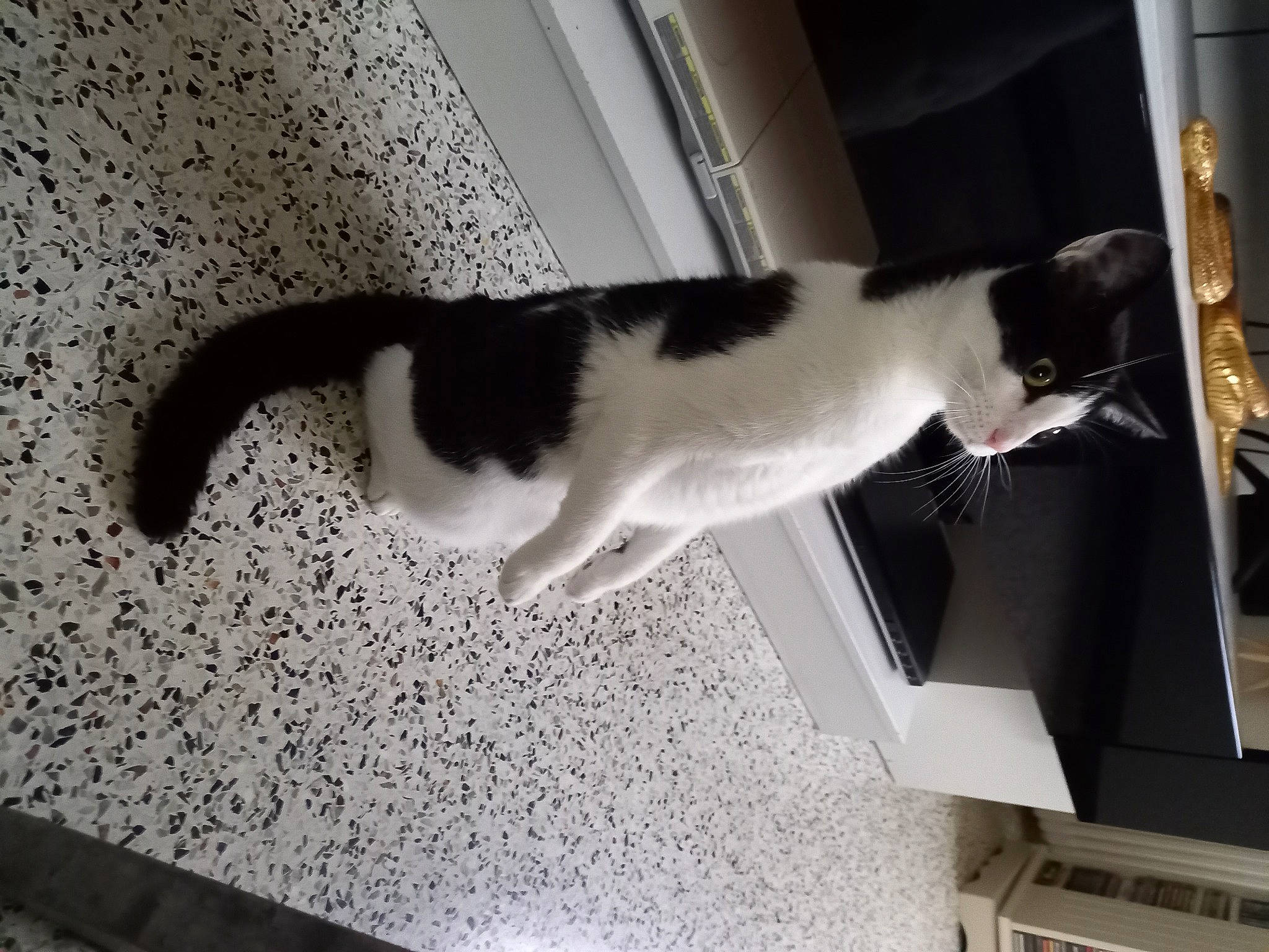 Rebelle a rejoint le concours — aidez-le/la à gagner de superbes lots ! carnivore, cat, domestic_short_haired_cat, felidae, flooring, fur, mammal, monochrome, monochrome_photography, paw, room, shadow, small_to_medium_sized_cats, snout, tail, vertebrate, whiskers, window, wood