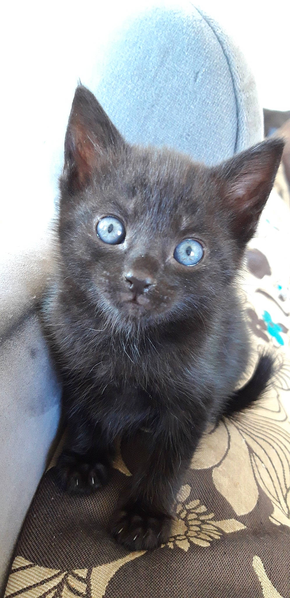 Panthere a rejoint le concours — aidez-le/la à gagner de superbes lots ! asian, black_cat, bombay, burmese, carnivore, cat, domestic_short_haired_cat, felidae, german_rex, havana_brown, javanese, kitten, korat, mammal, nebelung, russian_blue, small_to_medium_sized_cats, snout, vertebrate, whiskers