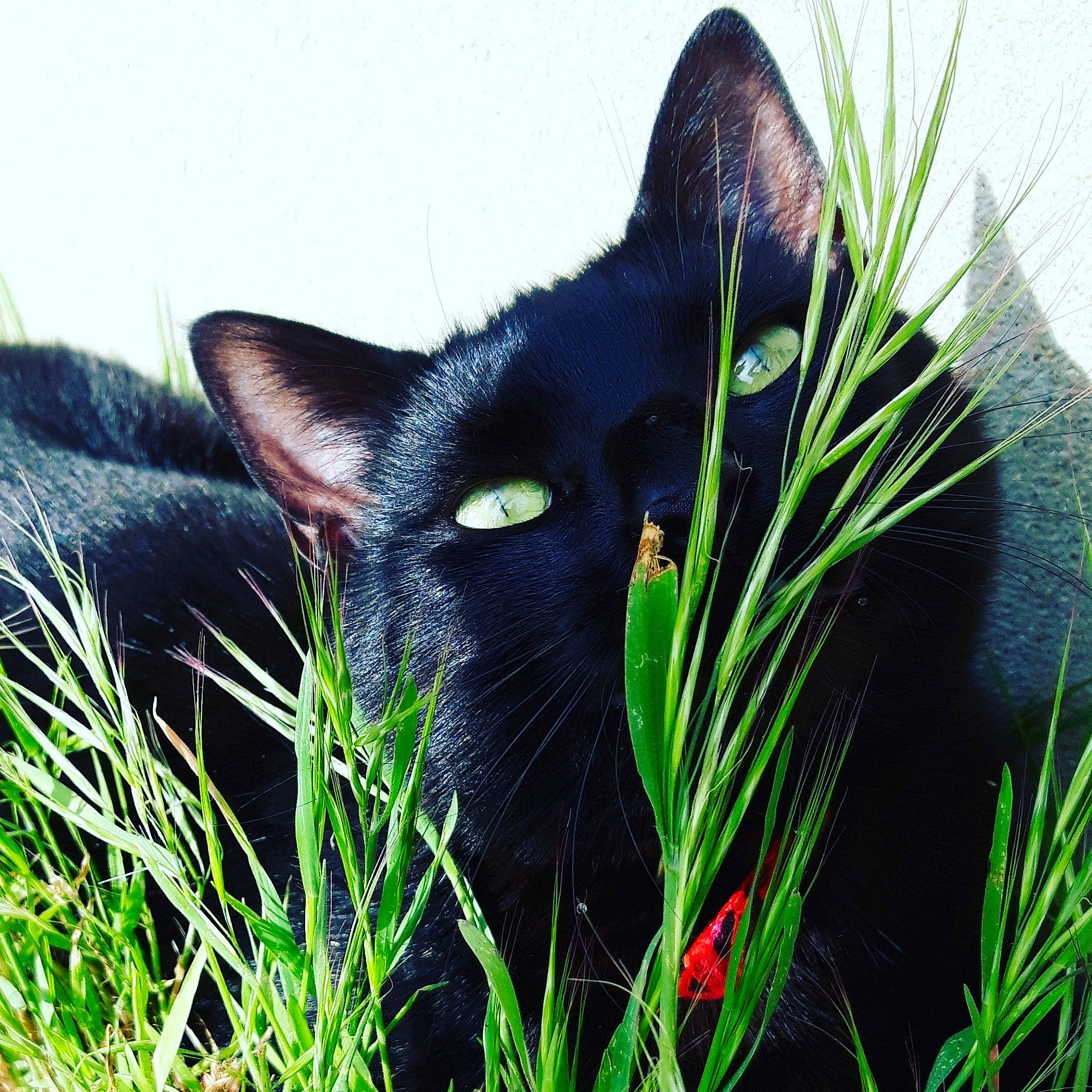 Panthere participe au concours pour gagner de l'argent avec cette photo : black_cat, bombay, carnivore, cat, domestic_short_haired_cat, electric_blue, felidae, fur, grass, grass_family, grassland, plant, small_to_medium_sized_cats, snout, tail, terrestrial_animal, tree, vertebrate, whiskers, wildlife