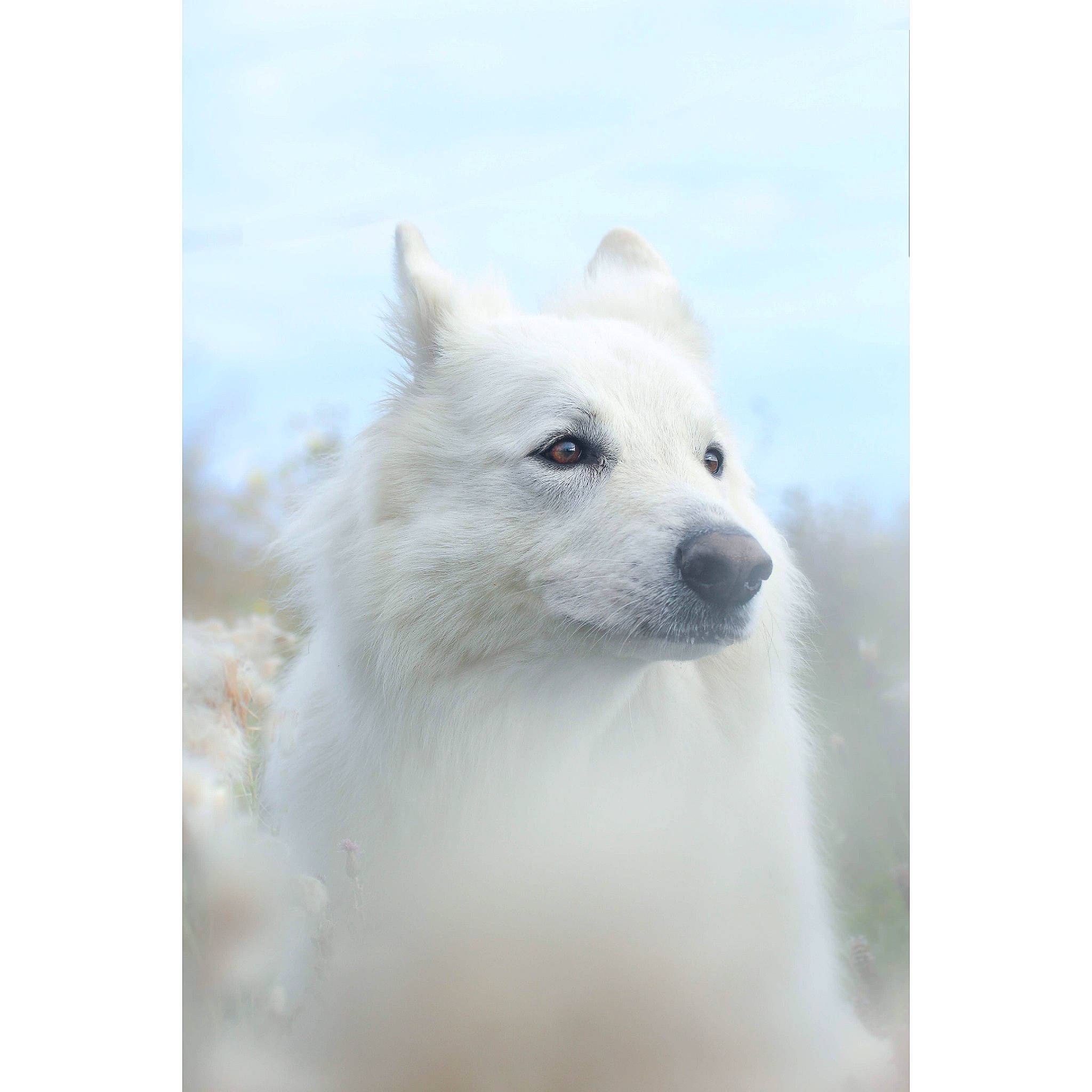 Snowy a rejoint le concours — aidez-le/la à gagner de superbes lots ! american_eskimo_dog, canadian_eskimo_dog, canidae, carnivore, dog, dog_breed, indian_spitz, japanese_spitz, mammal, non_sporting_group, samoyed, vertebrate, volpino_italiano, white_shepherd
