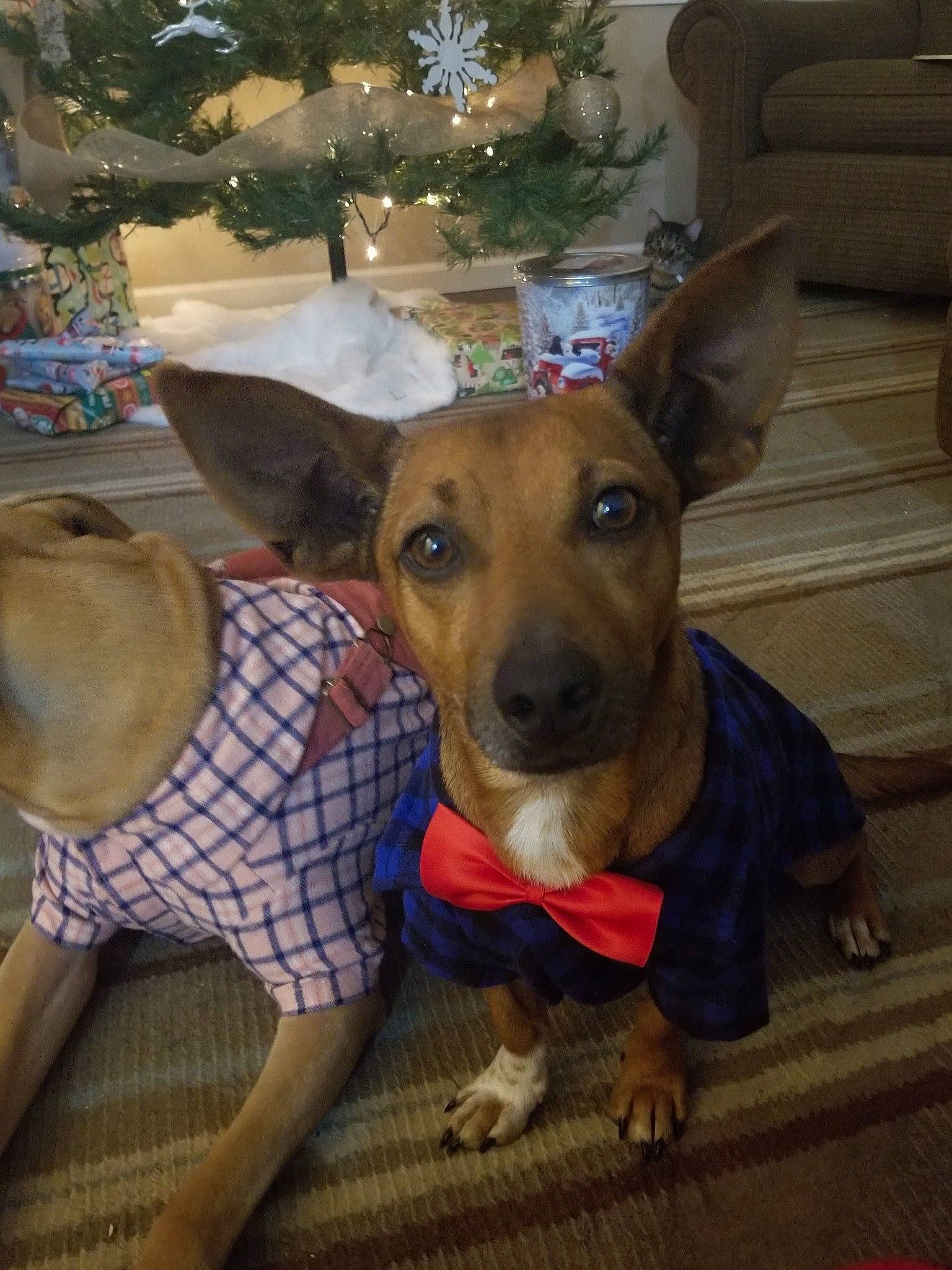 Rex Lee Golden is registered to the contest to win money with this photo: canidae, carnivore, dog, dog_breed, ear, fawn, feist, mammal, potcake_dog, puppy, rare_breed_dog, snout, vertebrate, whiskers