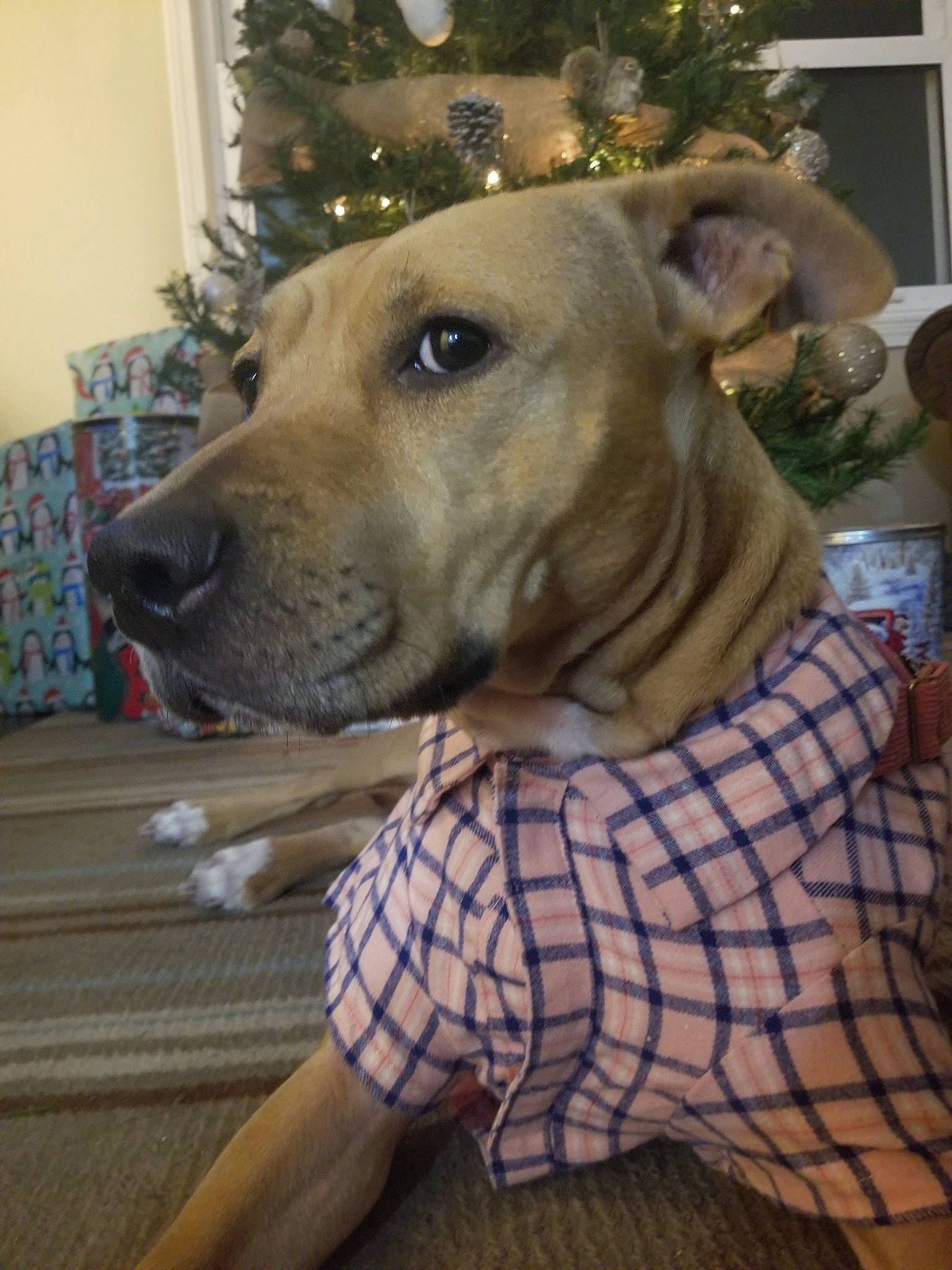 Scarlett Rose Golden joined the competition — help win amazing prizes! american_hairless_terrier, american_pit_bull_terrier, american_staffordshire_terrier, black_mouth_cur, canidae, carnivore, companion_dog, dog, dog_breed, ear, fawn, mammal, mountain_cur, non_sporting_group, pit_bull, potcake_dog, rhodesian_ridgeback, snout, vertebrate, whiskers