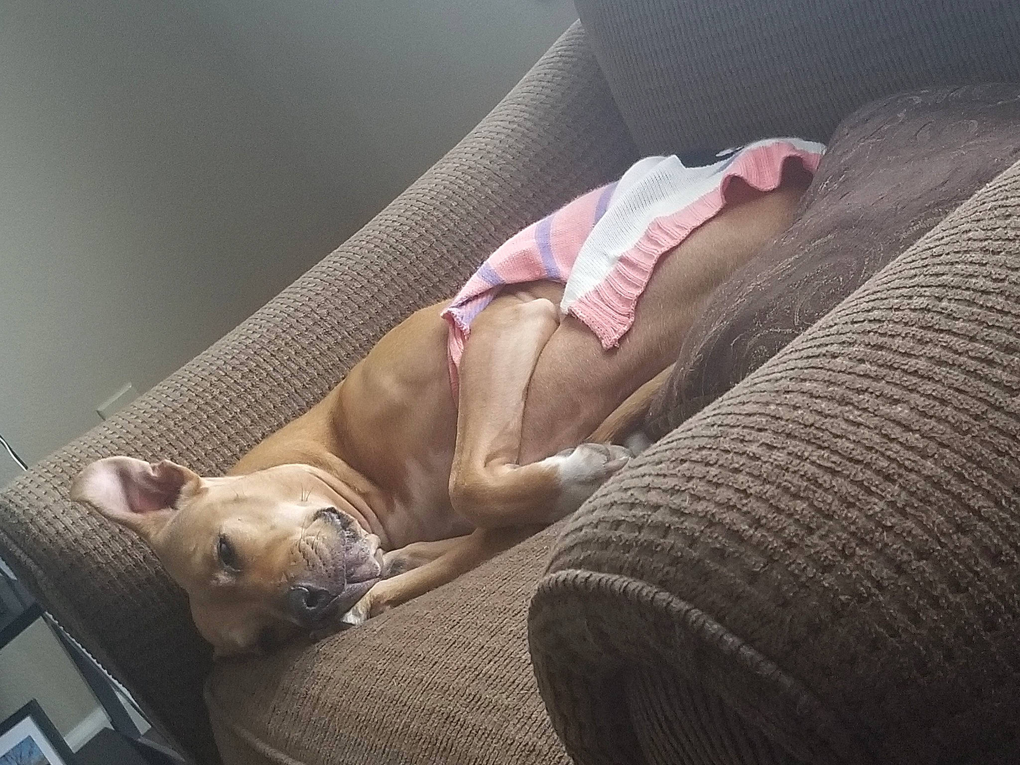 Scarlett Rose Golden joined the competition — help win amazing prizes! canidae, carnivore, comfort, companion_dog, dog, dog_breed, fawn, french_bulldog, nap, non_sporting_group, puppy, puppy_love, sleep, snout