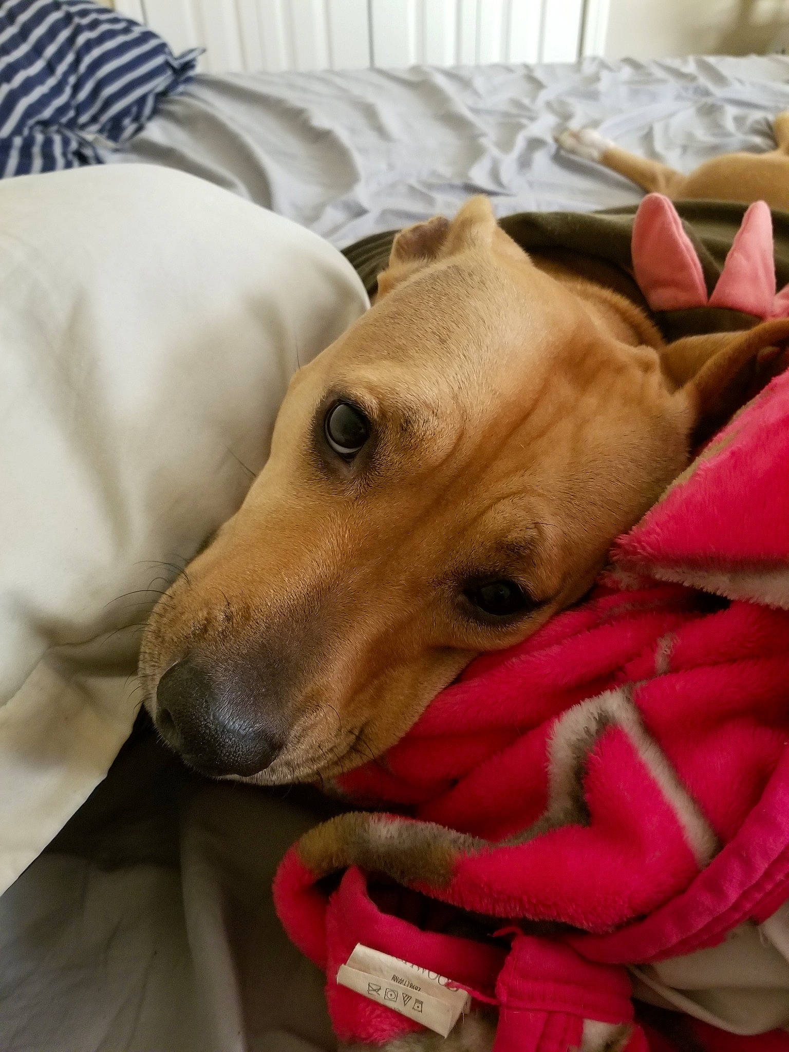 Scarlett Rose Golden is registered to the contest to win money with this photo: azawakh, canidae, carnivore, chippiparai, companion_dog, dog, dog_breed, fawn, italian_greyhound, lurcher, mammal, nap, paw, potcake_dog, snout, vertebrate, whippet