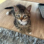 Arès participe au concours pour gagner de l'argent avec cette photo : animal, blue_eyes, cat, close_up, curious, cute, domestic_animal, fur, furniture, gray_rug, indoor, kitten, looking, paw, pet, resting, tabby, whiskers, wooden_table, young_animal