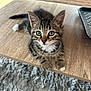 animal, blue_eyes, cat, close_up, curious, cute, domestic_animal, fur, furniture, gray_rug, indoor, kitten, looking, paw, pet, resting, tabby, whiskers, wooden_table, young_animal