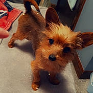 Teddy is registered to the contest to win money with this photo: dog, small_dog, puppy, brown_fur, perky_ears, curious_eyes, indoor, bed, blanket, towel, carpet, cozy, looking_up, pet, animal, fur, cute, adorable, star_sparkles, room