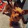 Teddy
