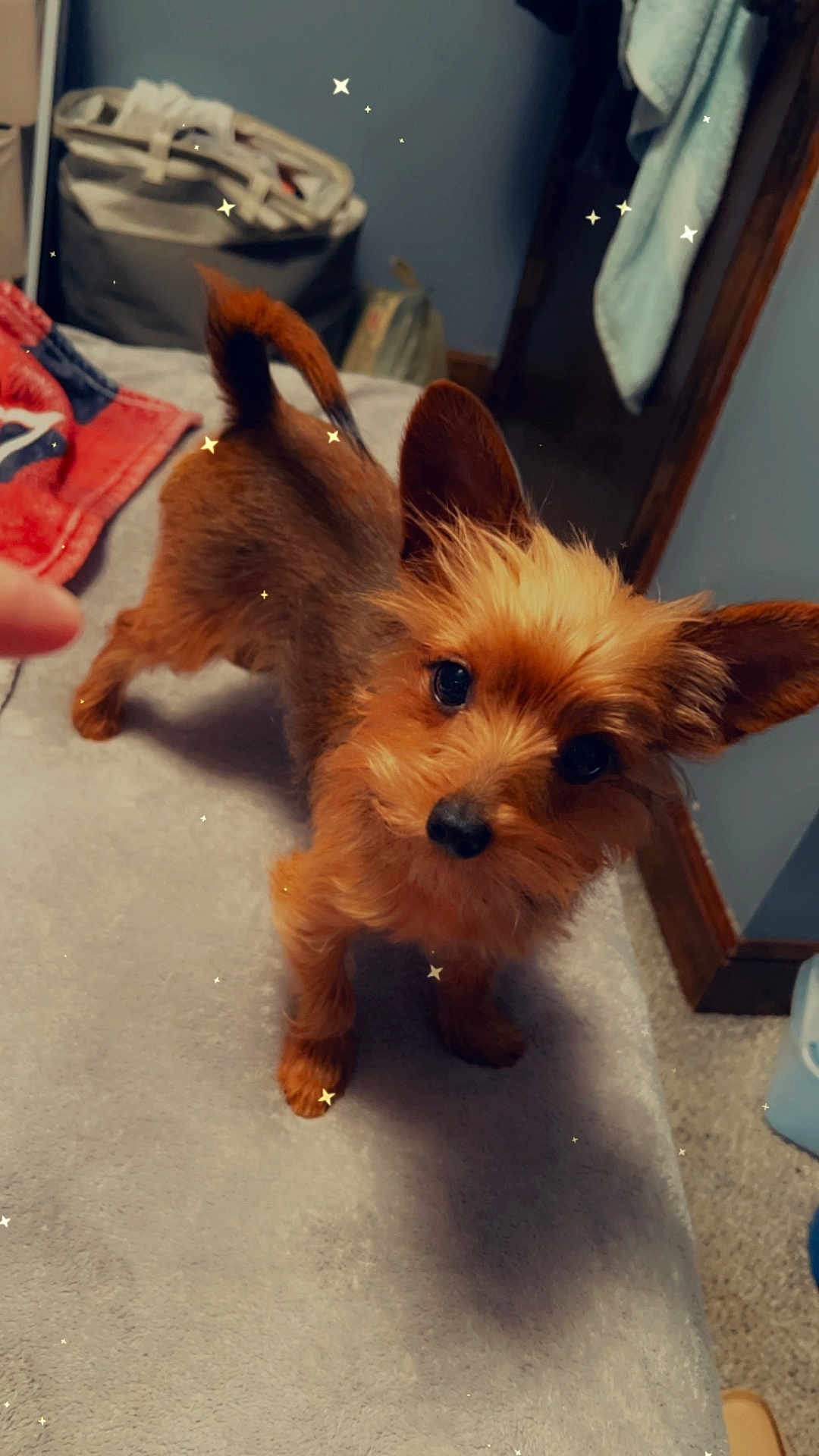 Teddy