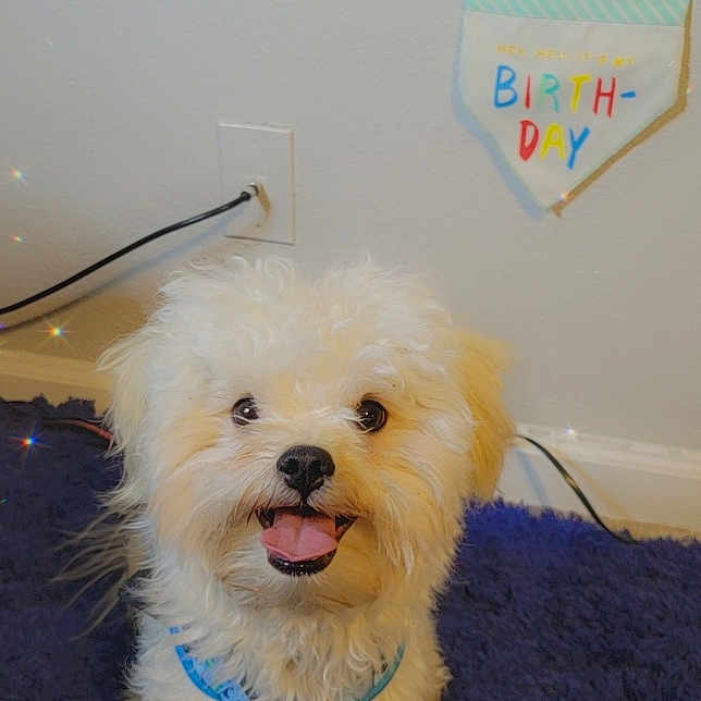 Theo joined the competition — help win amazing prizes! accessories, affenpinscher, animal, bodypart, canine, dog, face, head, indoors, lighting, mouth, person, pet, photography, poodle, portrait, puppy, terrier, tongue, whitedog