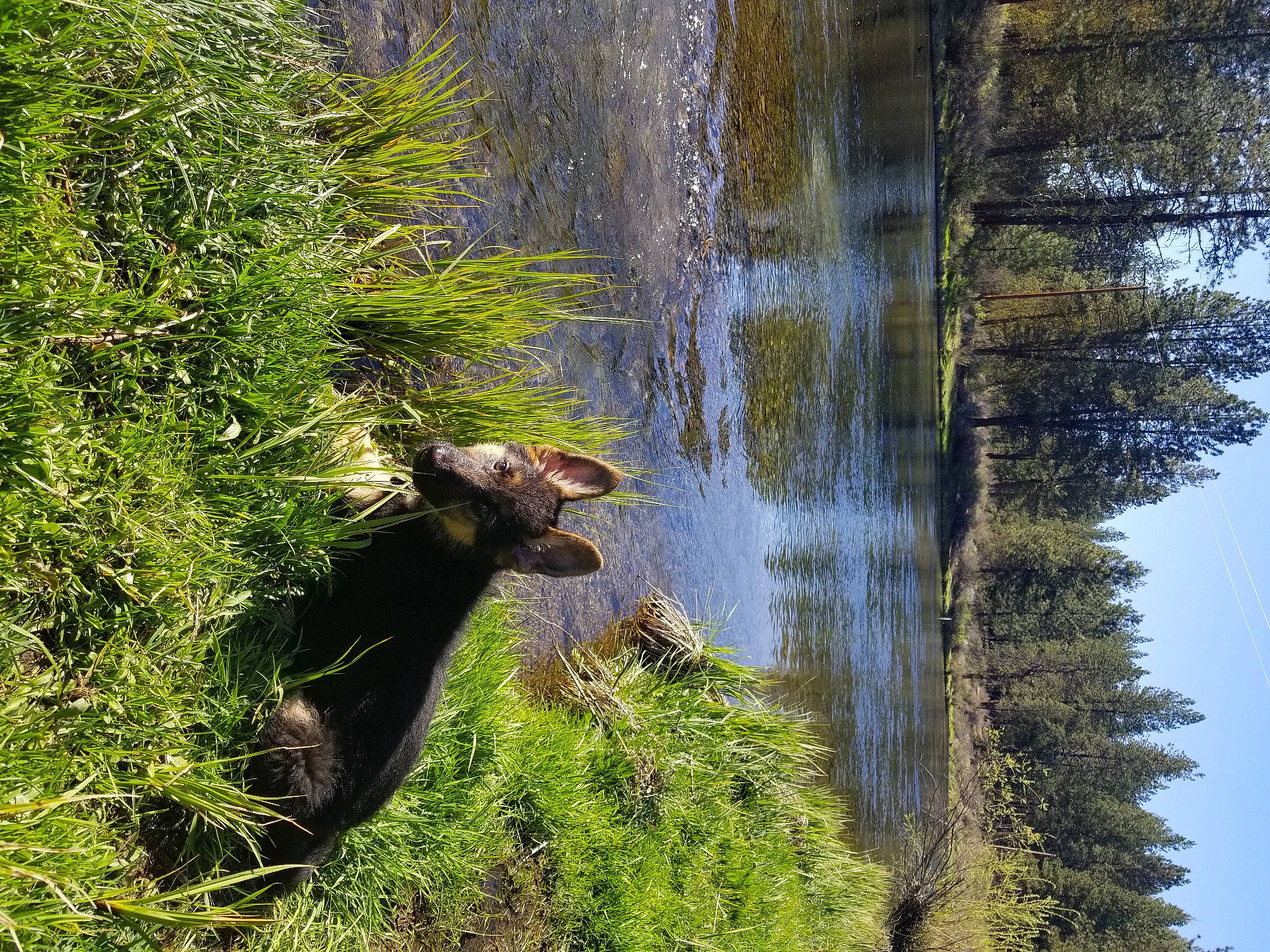 Ghost joined the competition — help win amazing prizes! bank, biome, body_of_water, carnivore, fawn, grass, groundcover, lake, natural_environment, natural_landscape, plant, terrestrial_animal, tree, trunk, vegetation, water, water_resources, watercourse, wood, working_animal