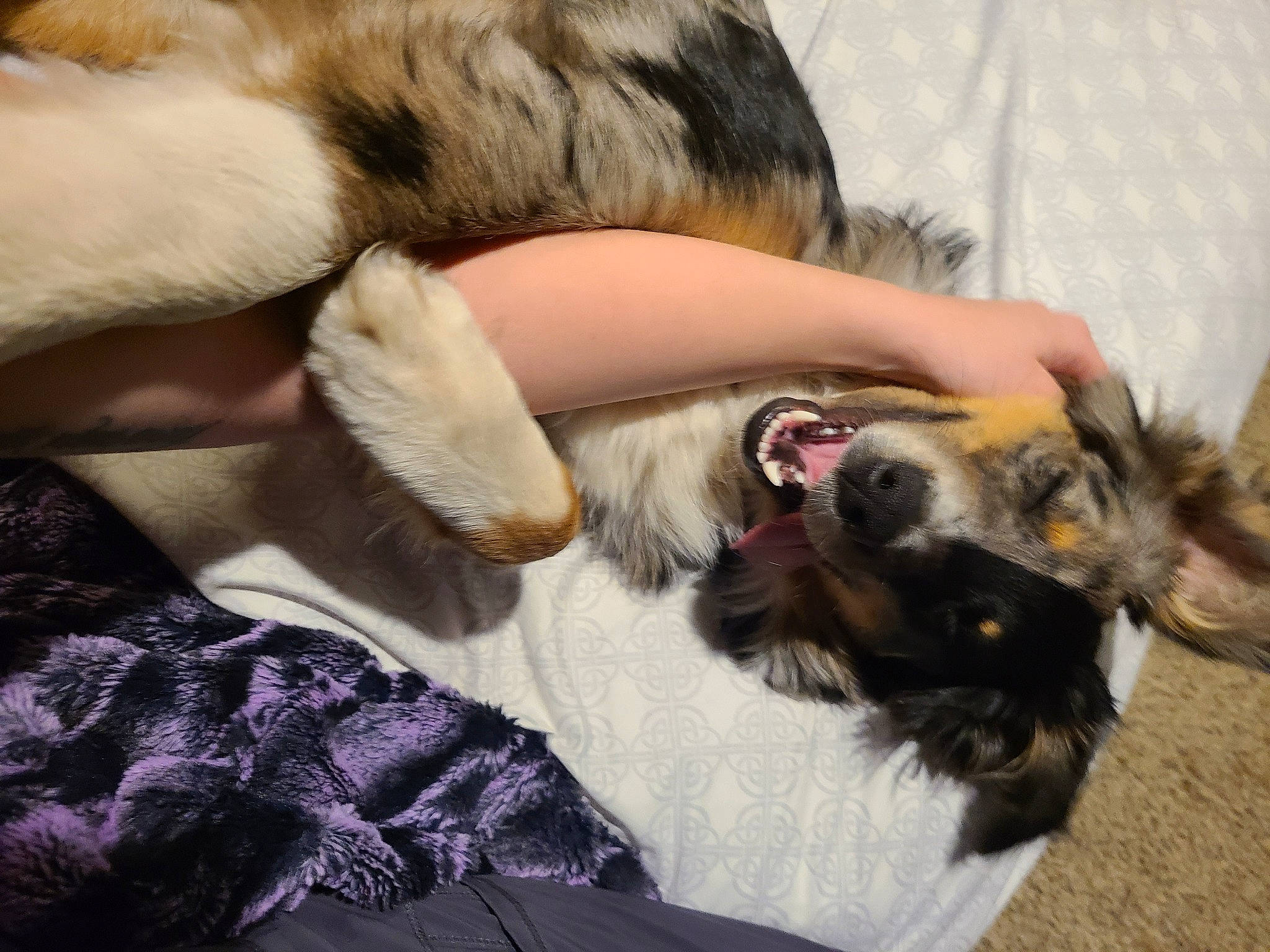 Panda joined the competition — help win amazing prizes! canidae, carnivore, claw, comfort, companion_dog, dog, dog_breed, ear, fawn, felidae, fur, nap, paw, puppy_love, small_to_medium_sized_cats, snout, sporting_group, tail, whiskers, working_dog