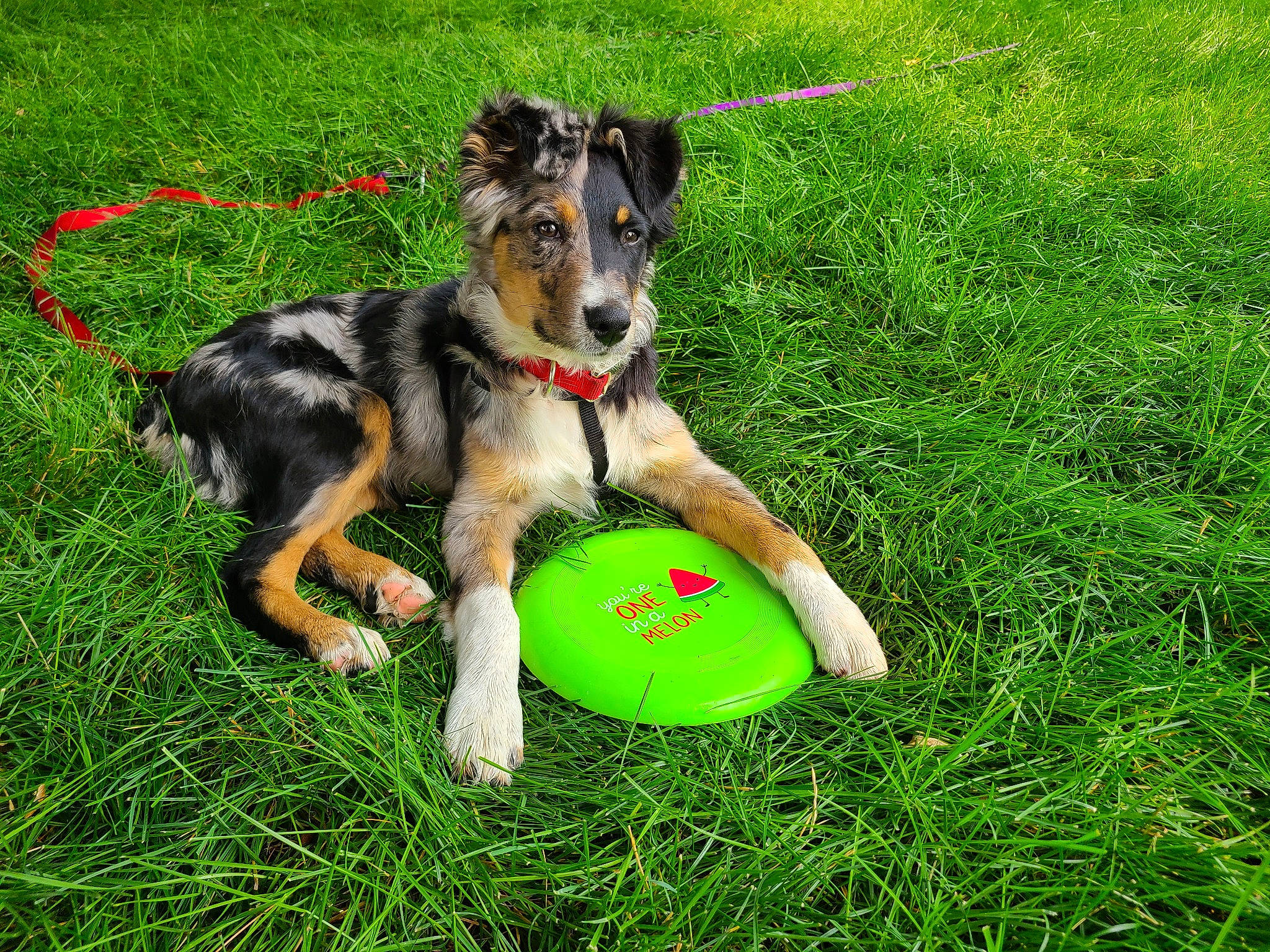 Panda joined the competition — help win amazing prizes! ball, canidae, carnivore, companion_dog, dog, dog_breed, dog_supply, flying_disc, fun, grass, grassland, herding_dog, lawn, leisure, people_in_nature, pet_supply, recreation, sporting_group, sports, sports_toy