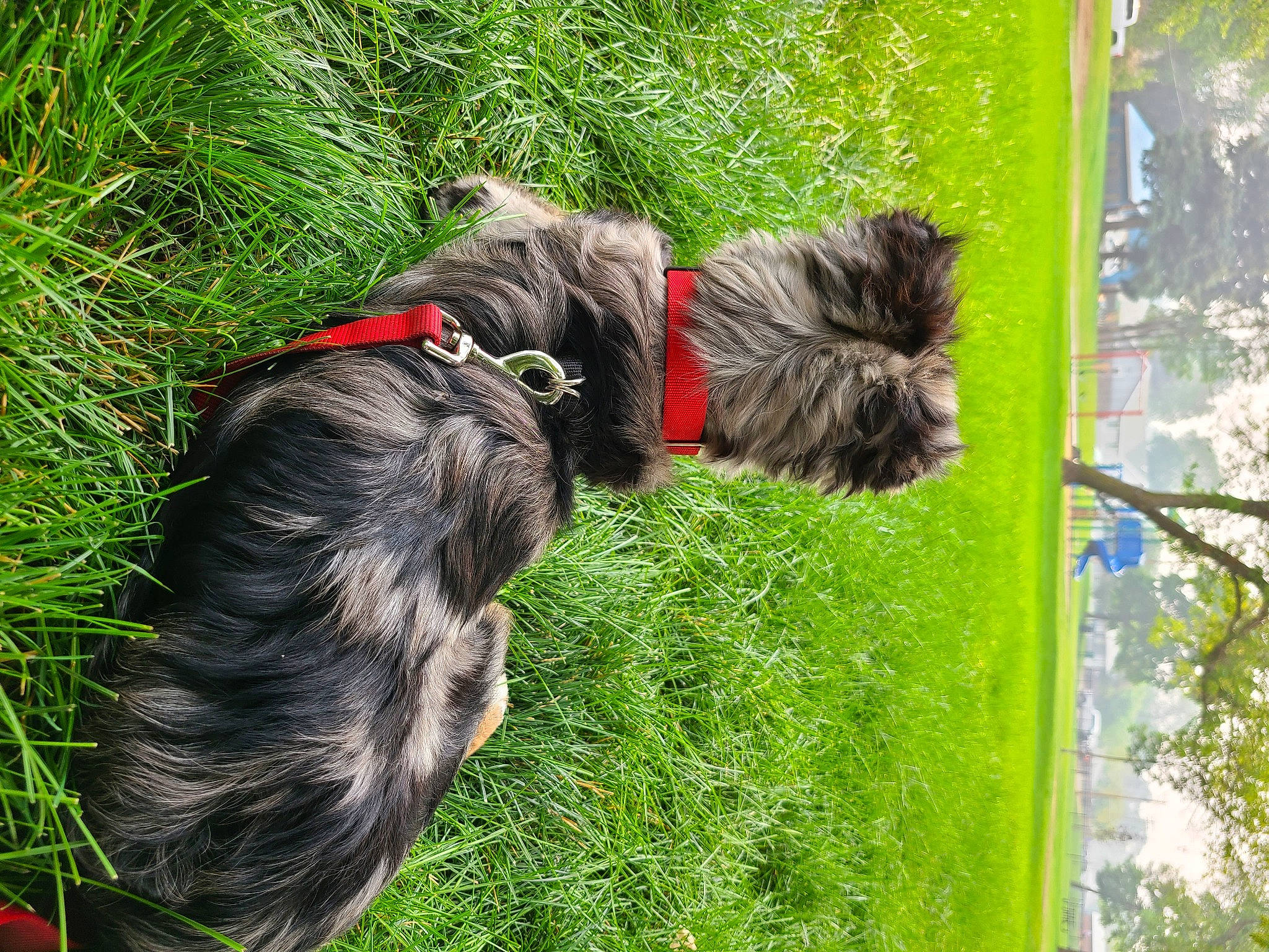 Panda is registered to the contest to win money with this photo: canidae, carnivore, collar, companion_dog, dog, dog_breed, dog_collar, fawn, felidae, grass, liver, pet_supply, plant, snout, sporting_group, tail, terrier, tree, water_dog, working_animal