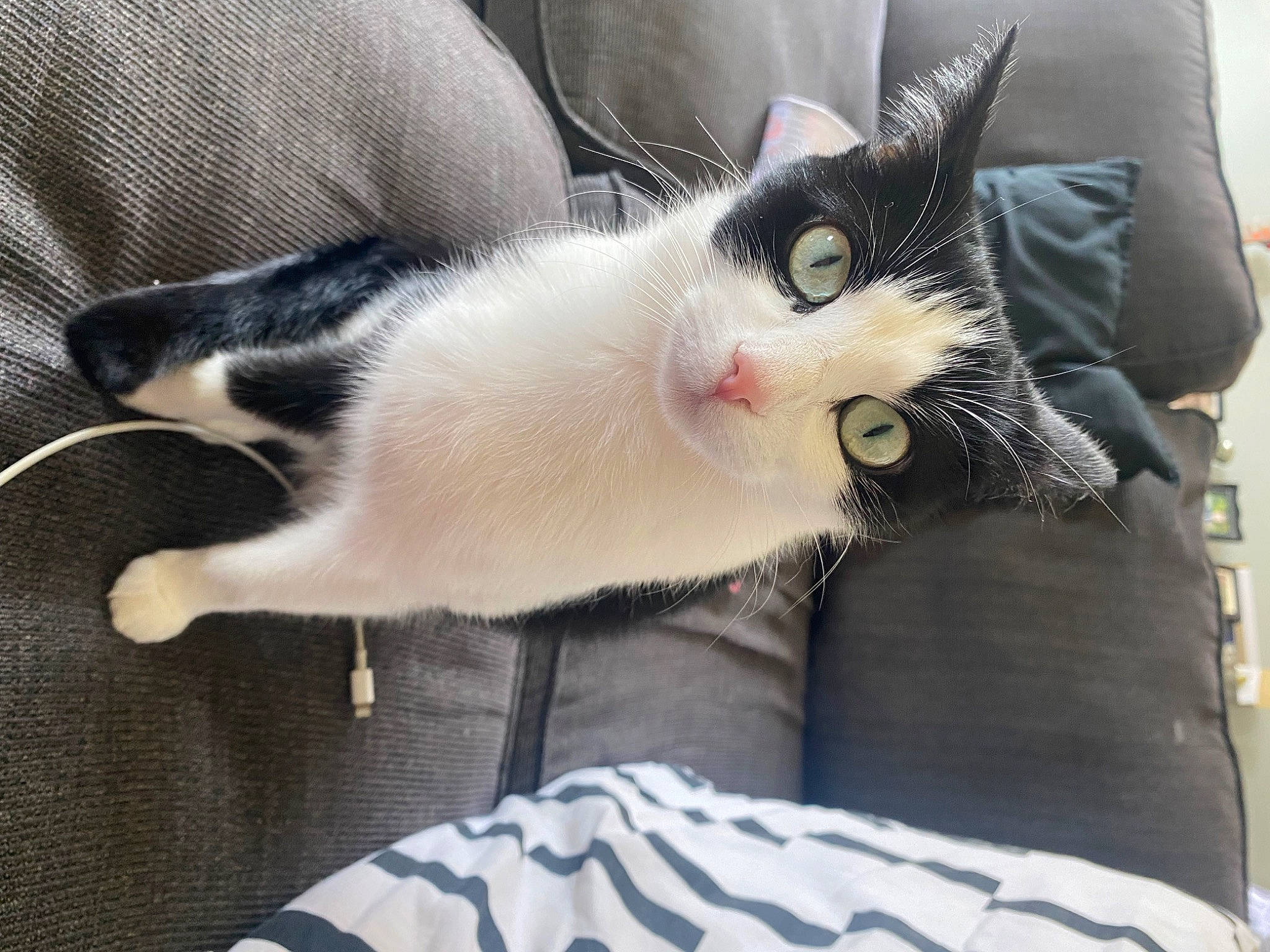 Gwen joined the competition — help win amazing prizes! carnivore, cat, claw, comfort, domestic_short_haired_cat, felidae, fur, linens, paw, small_to_medium_sized_cats, snout, tail, whiskers