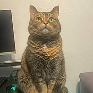 Shadow is registered to the contest to win money with this photo: cat, tabby, green_eyes, sitting, indoor, pet, feline, desk, computer_mouse, monitor, whiskers, fur, ears, paws, collar, home, looking_up, curious, cute, animal