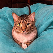 Einstein joined the competition — help win amazing prizes! cat, tabby, animal, pet, indoor, bean_bag, turquoise, fur, whiskers, ears, eyes, nose, paws, relaxed, comfort, home, carpet, feline, cute, portrait