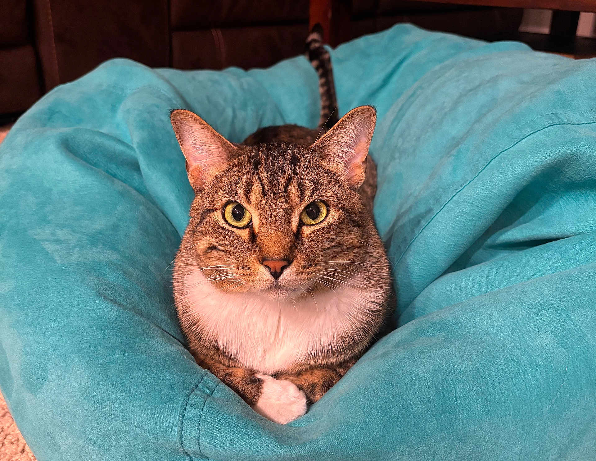Einstein joined the competition — help win amazing prizes! cat, tabby, animal, pet, indoor, bean_bag, turquoise, fur, whiskers, ears, eyes, nose, paws, relaxed, comfort, home, carpet, feline, cute, portrait