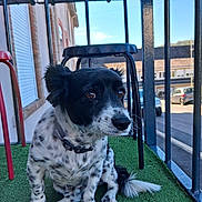Potiron participe au concours pour gagner de l'argent avec cette photo : dog, pet, black_and_white, sitting, outdoor, balcony, artificial_grass, fence, railing, street, parked_cars, rooftops, blue_sky, sunny, animal_portrait, collar, floppy_ears, long_tail, fur, photography