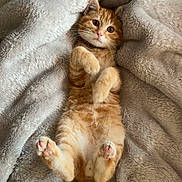 Rio participe au concours pour gagner de l'argent avec cette photo : cat, kitten, orange_tabby, pet, animal, fluffy_blanket, soft_texture, cute, lying_down, paws_up, indoor, cozy, relaxed, young, feline, whiskers, curious, sleepy, domestic_cat, fur