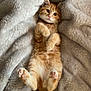cat, kitten, orange_tabby, pet, animal, fluffy_blanket, soft_texture, cute, lying_down, paws_up, indoor, cozy, relaxed, young, feline, whiskers, curious, sleepy, domestic_cat, fur