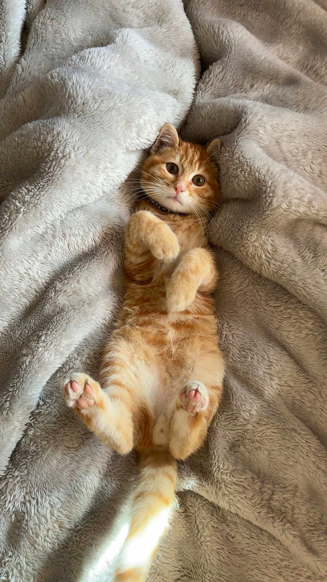 Rio participe au concours pour gagner de l'argent avec cette photo : cat, kitten, orange_tabby, pet, animal, fluffy_blanket, soft_texture, cute, lying_down, paws_up, indoor, cozy, relaxed, young, feline, whiskers, curious, sleepy, domestic_cat, fur