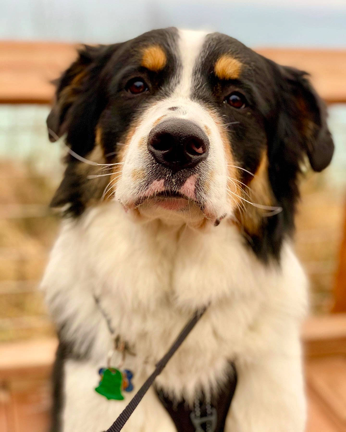 Barnum is registered to the contest to win money with this photo: ancient_dog_breeds, australian_shepherd, bernese_mountain_dog, bucovina_shepherd_dog, canidae, carnivore, companion_dog, dog, dog_breed, giant_dog_breed, mammal, moscow_watchdog, pyrenean_mastiff, rare_breed_dog, snout, sporting_group, tornjak, vertebrate, working_dog