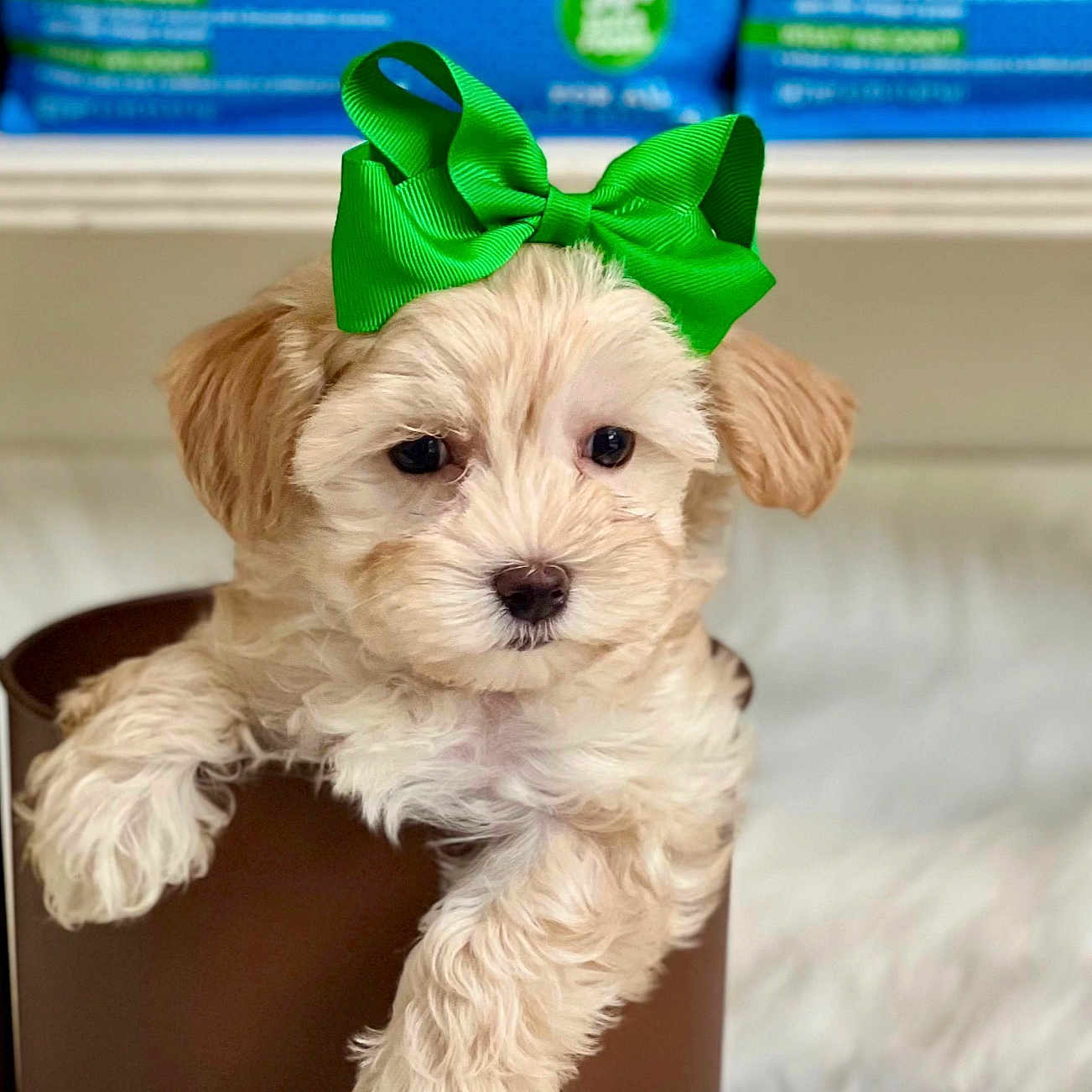 Miss Dior is registered to the contest to win money with this photo: adorable, animal, brown_container, close_up, companion, curious, cute, dog, domestic_animal, fluffy, furry, green_bow, indoor, pet, portrait, puppy, small_dog, soft_fur, white_fur_rug, young_dog