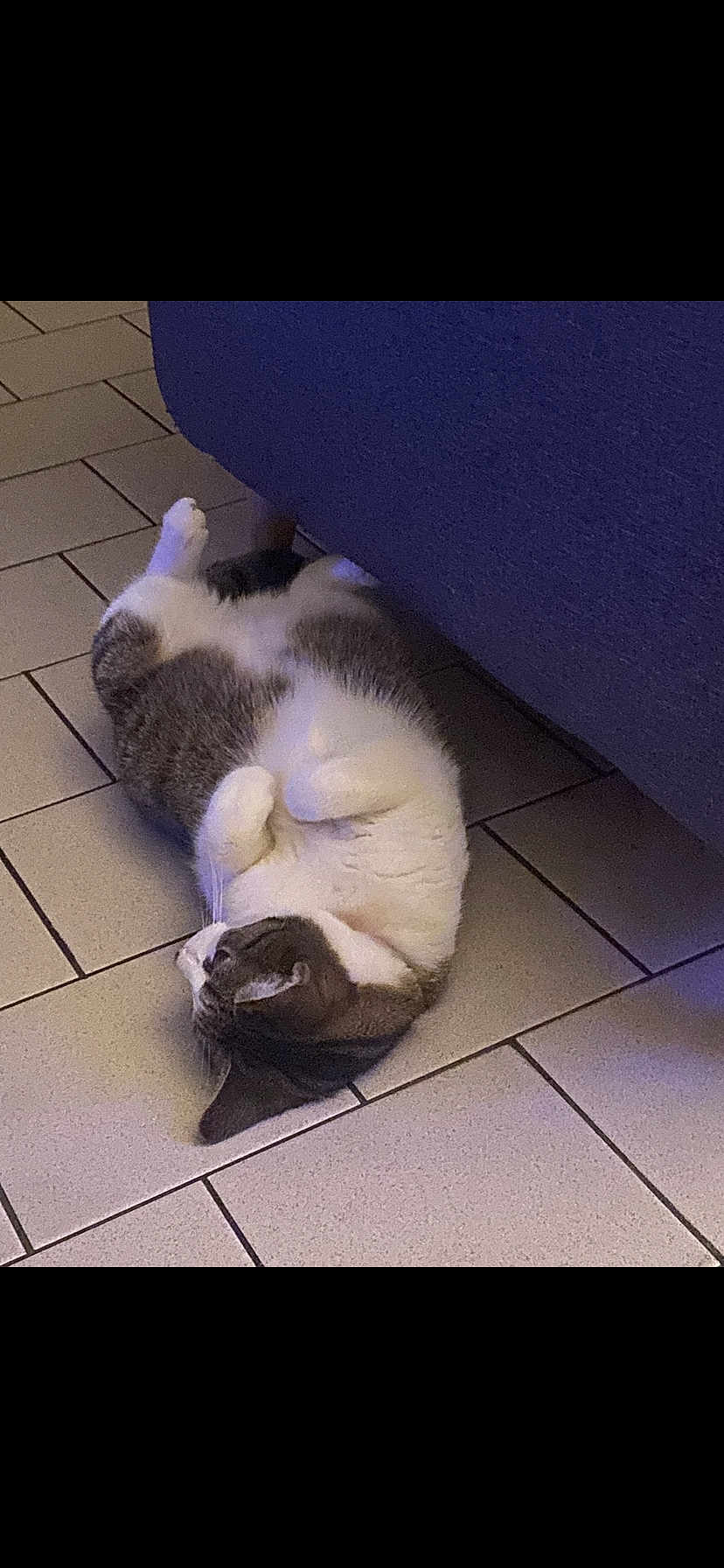 Praline a rejoint le concours — aidez-le/la à gagner de superbes lots ! cat, indoor, tiled_floor, blue_couch, relaxed, pet, fur, white_and_gray, animal, resting, cute, sleeping, side_view, whiskers, paw, domestic_cat, cozy, home, floor_tiles, feline