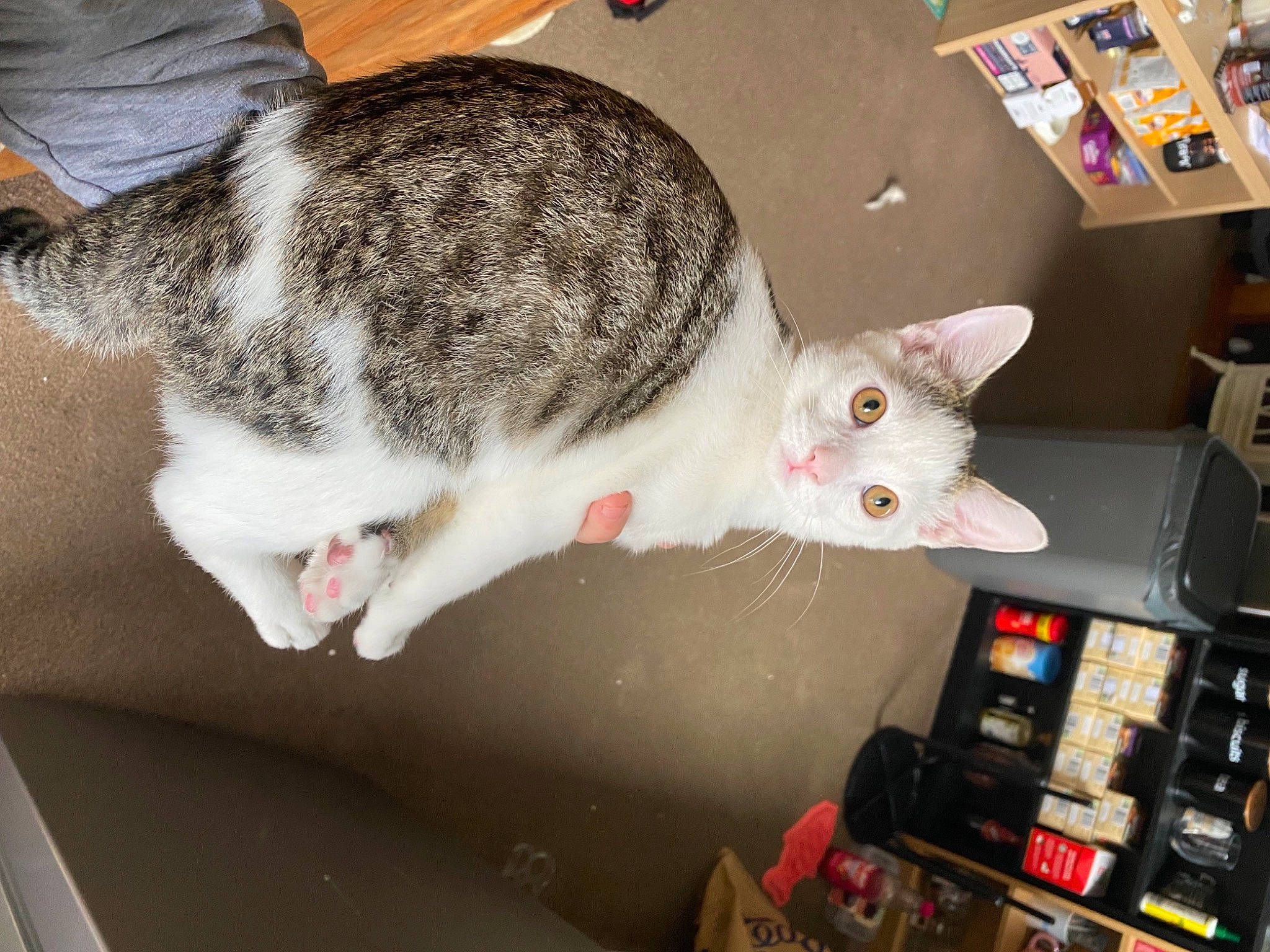 Freddie joined the competition — help win amazing prizes! carnivore, cat, domestic_short_haired_cat, felidae, fur, machine, paw, small_to_medium_sized_cats, snout, tail, whiskers