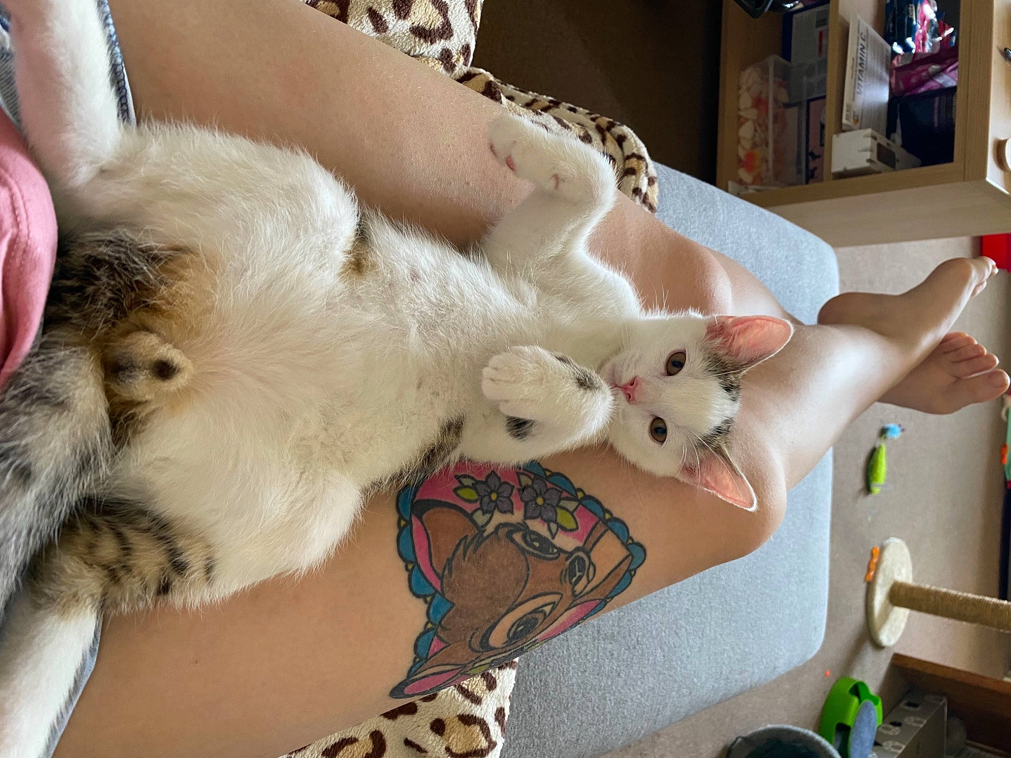 Freddie joined the competition — help win amazing prizes! carnivore, cat, claw, comfort, companion_dog, domestic_short_haired_cat, fawn, felidae, fur, lap, nap, paw, picture_frame, room, small_to_medium_sized_cats, tail, thai, vertebrate, whiskers, wood