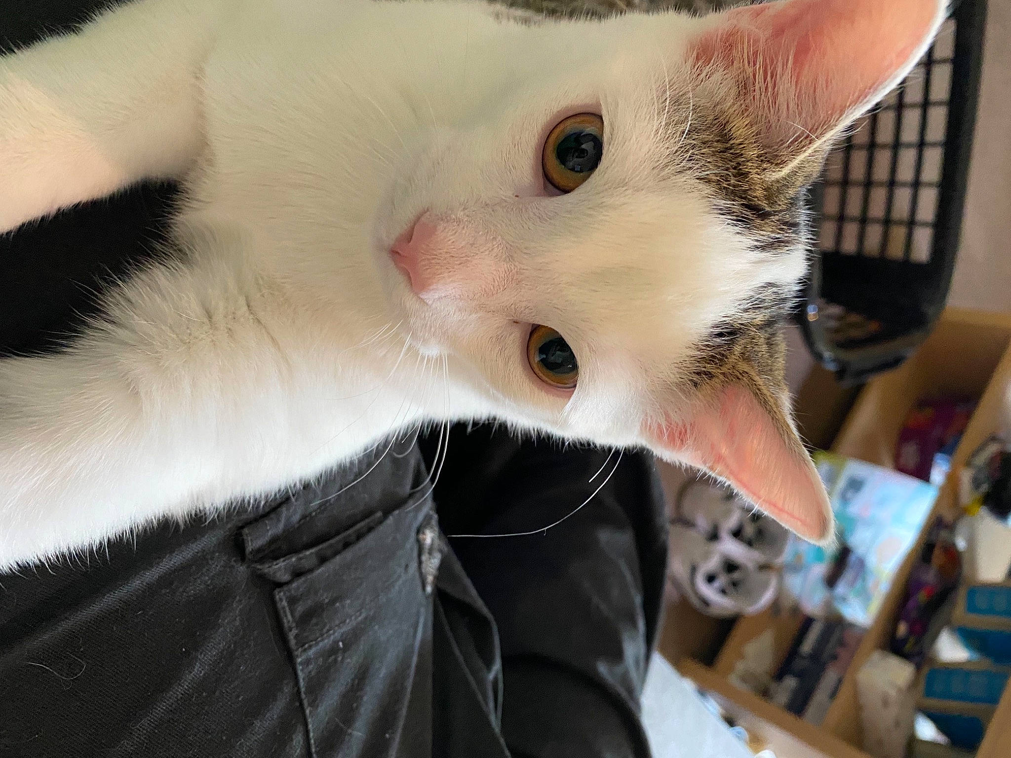 Freddie is registered to the contest to win money with this photo: carnivore, cat, claw, collar, comfort, domestic_short_haired_cat, ear, eyelash, fang, fawn, felidae, fur, jaw, small_to_medium_sized_cats, snout, whiskers