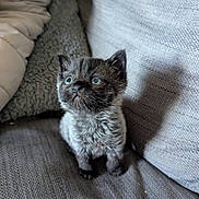 Bertie is registered to the contest to win money with this photo: kitten, cat, pet, animal, cute, furry, small, indoor, cozy, couch, gray, texture, curious, sitting, looking_up, whiskers, ears, eyes, feline, young