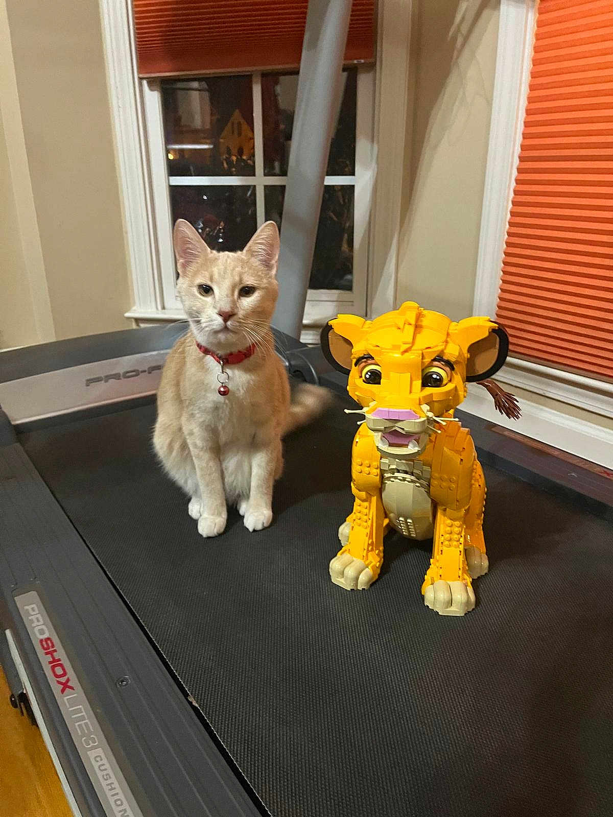 Chubi joined the competition — help win amazing prizes! cat, lego, lion_cub, treadmill, indoor, window, curtains, toy, pet, animal, furniture, exercise_equipment, orange, beige, collar, floor, playful, cute, sitting, domestic